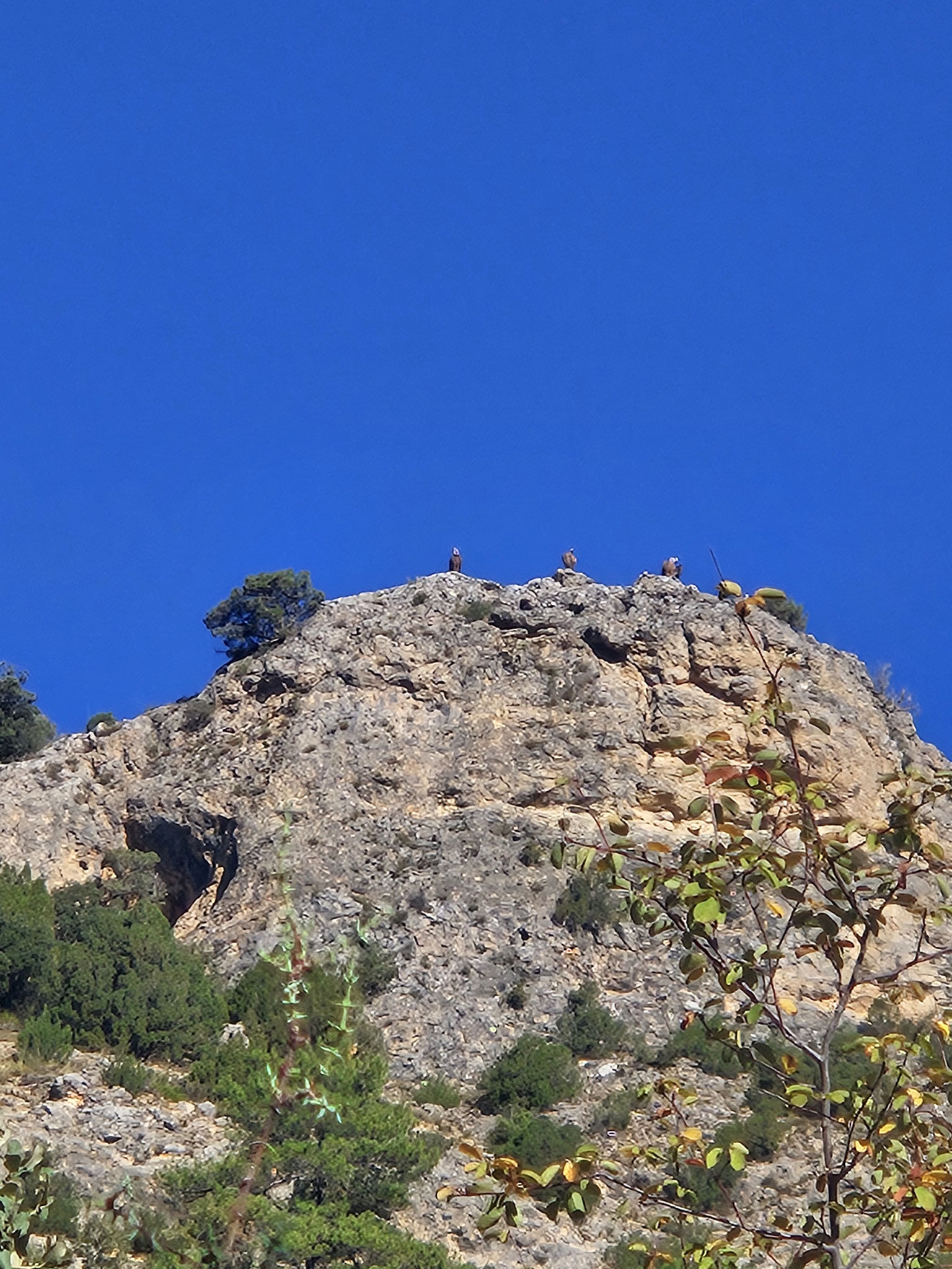 Hoch über dem Barranco: wachende Geier.