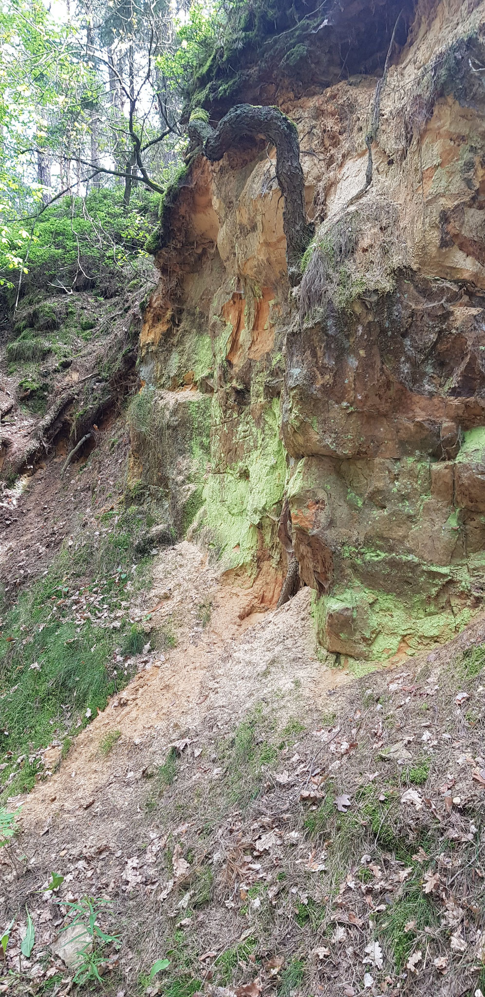 Kalkfelsen am Staufer Berg.