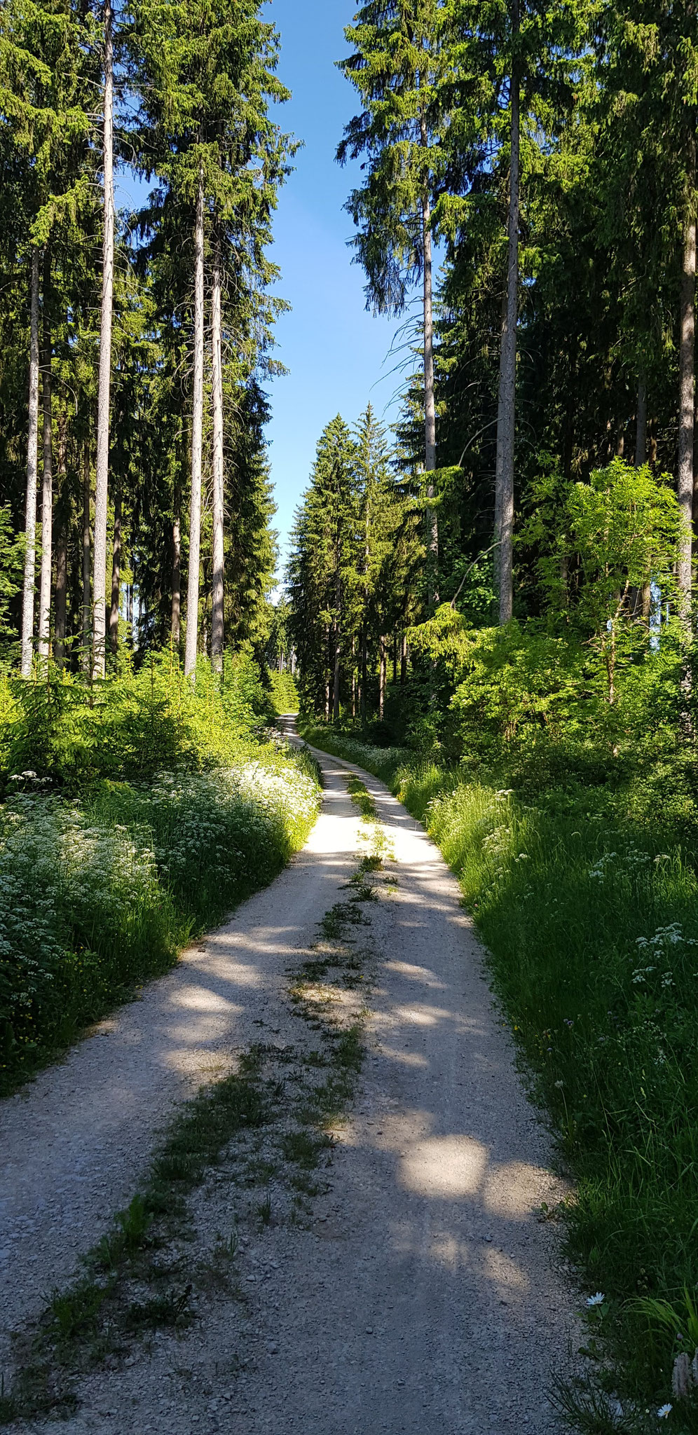 Warum der Schwarzwald so heisst.