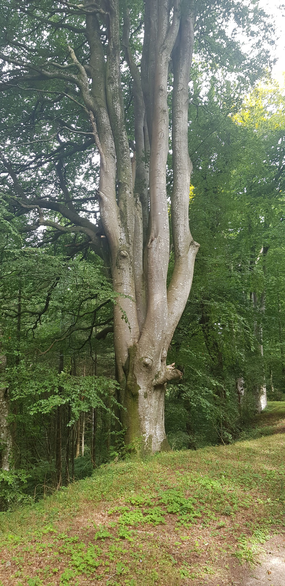 Einer von Hunderten von Baumgiganten.