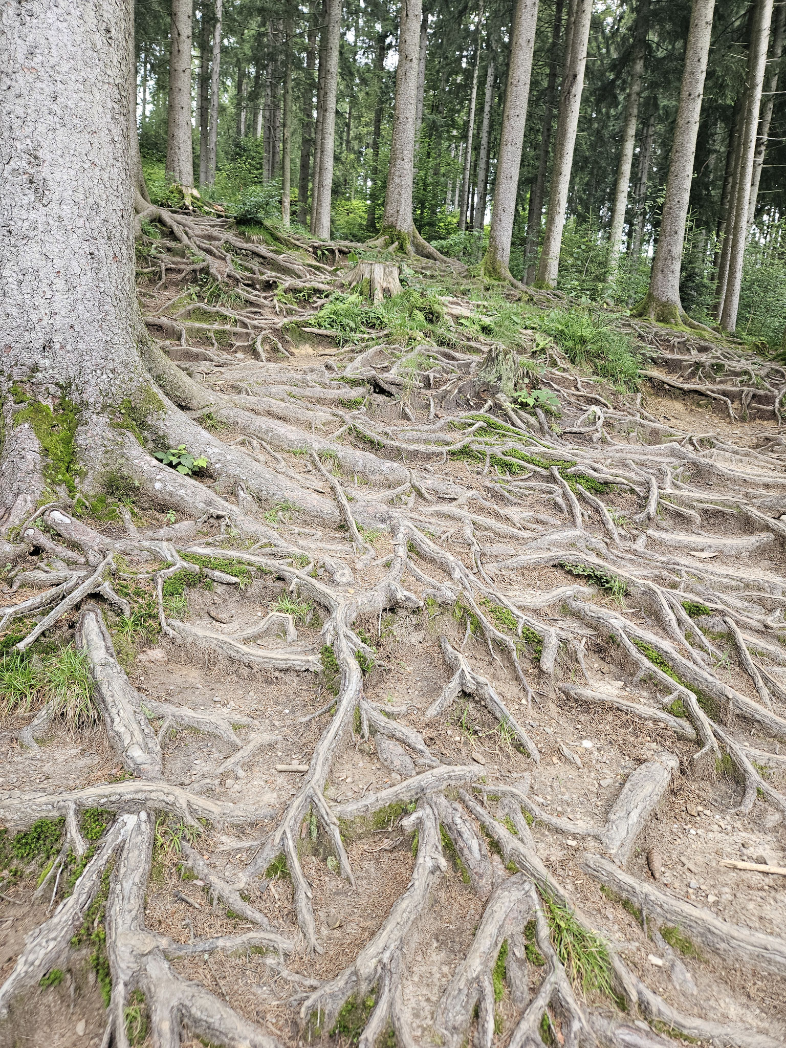 Aufstieg zum Schwarzen Grat.