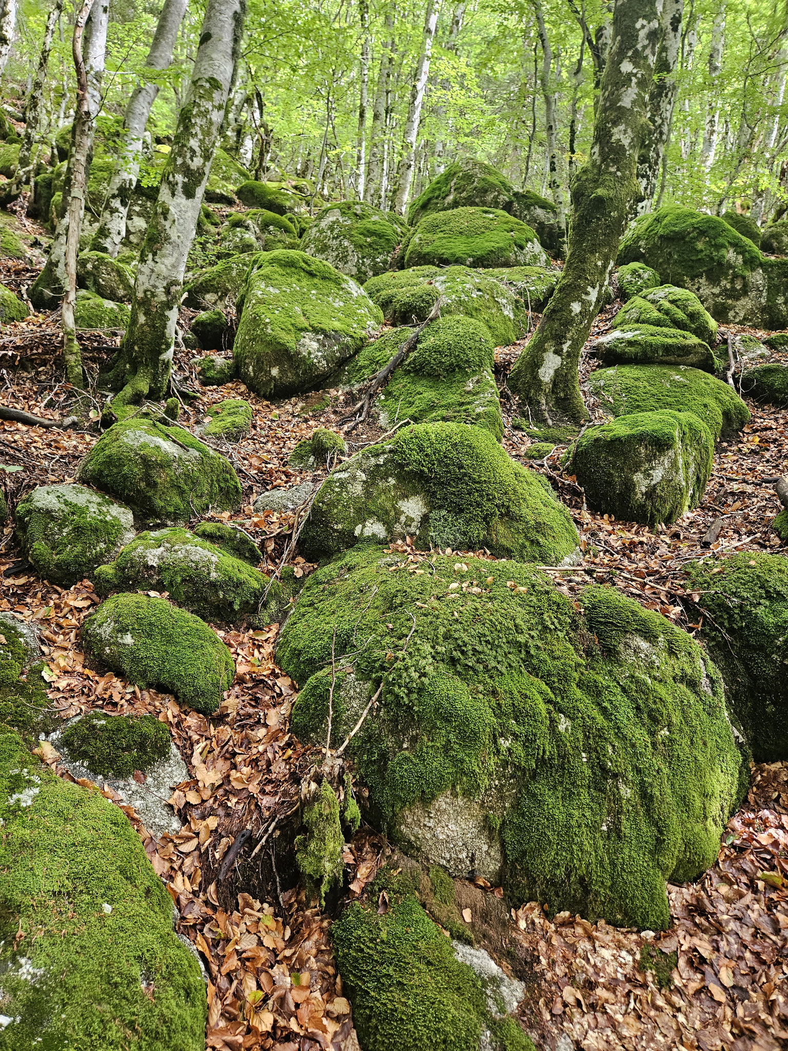 Südflanke der EHWS, dem Col des Portes entgegen.