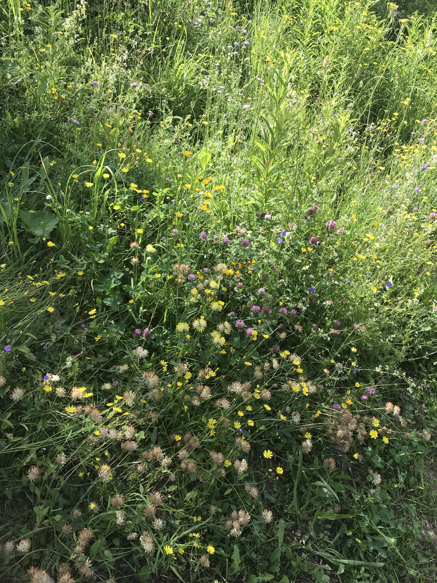 Wild flowers under the chalet in summer