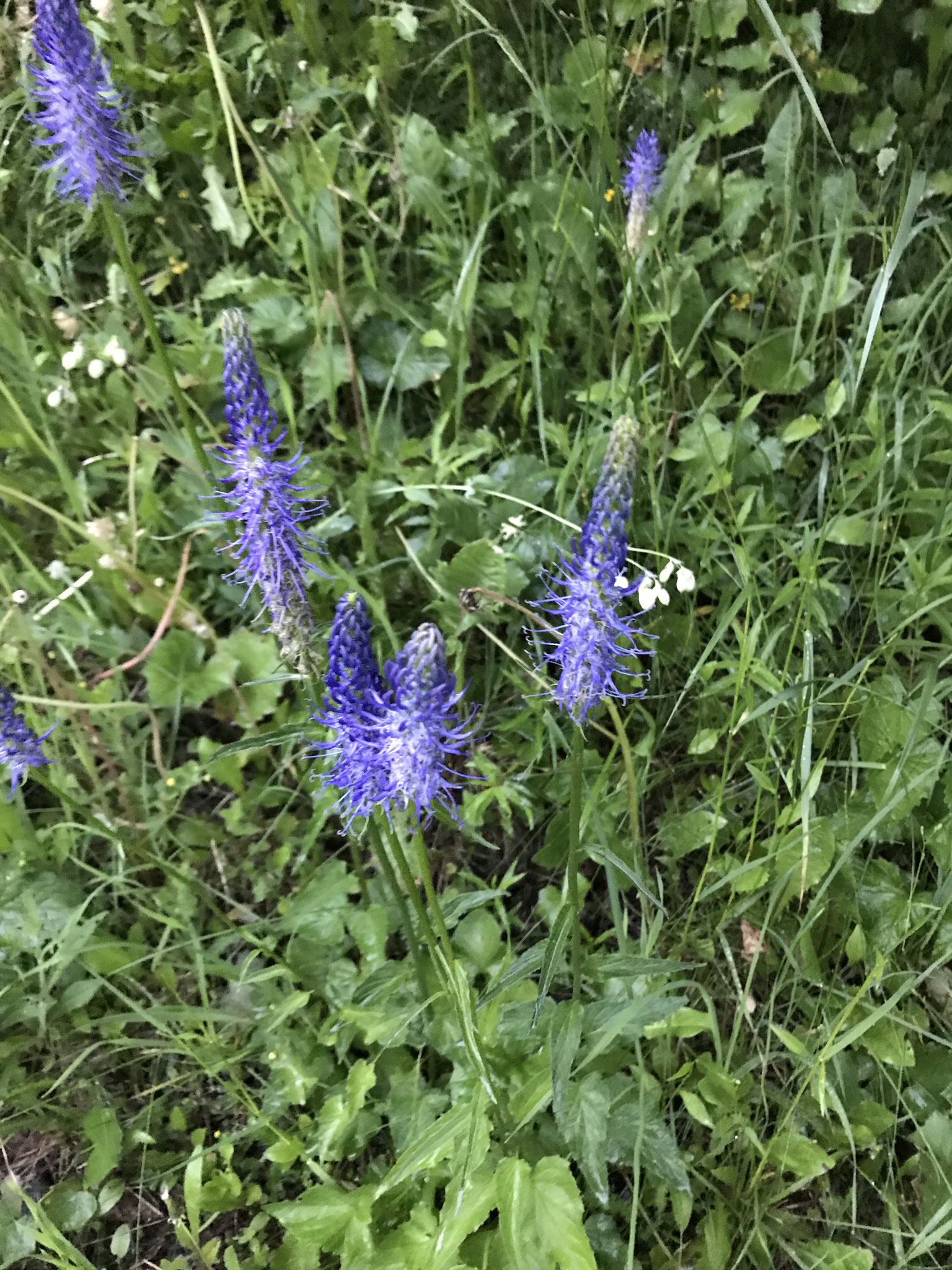 Wild flowers under the chalet in summer