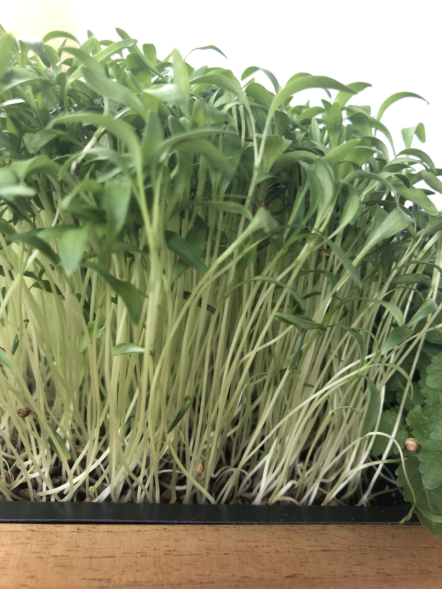 Cilantro MicroGreens The Irish Home Farm A backyard garden/nursery