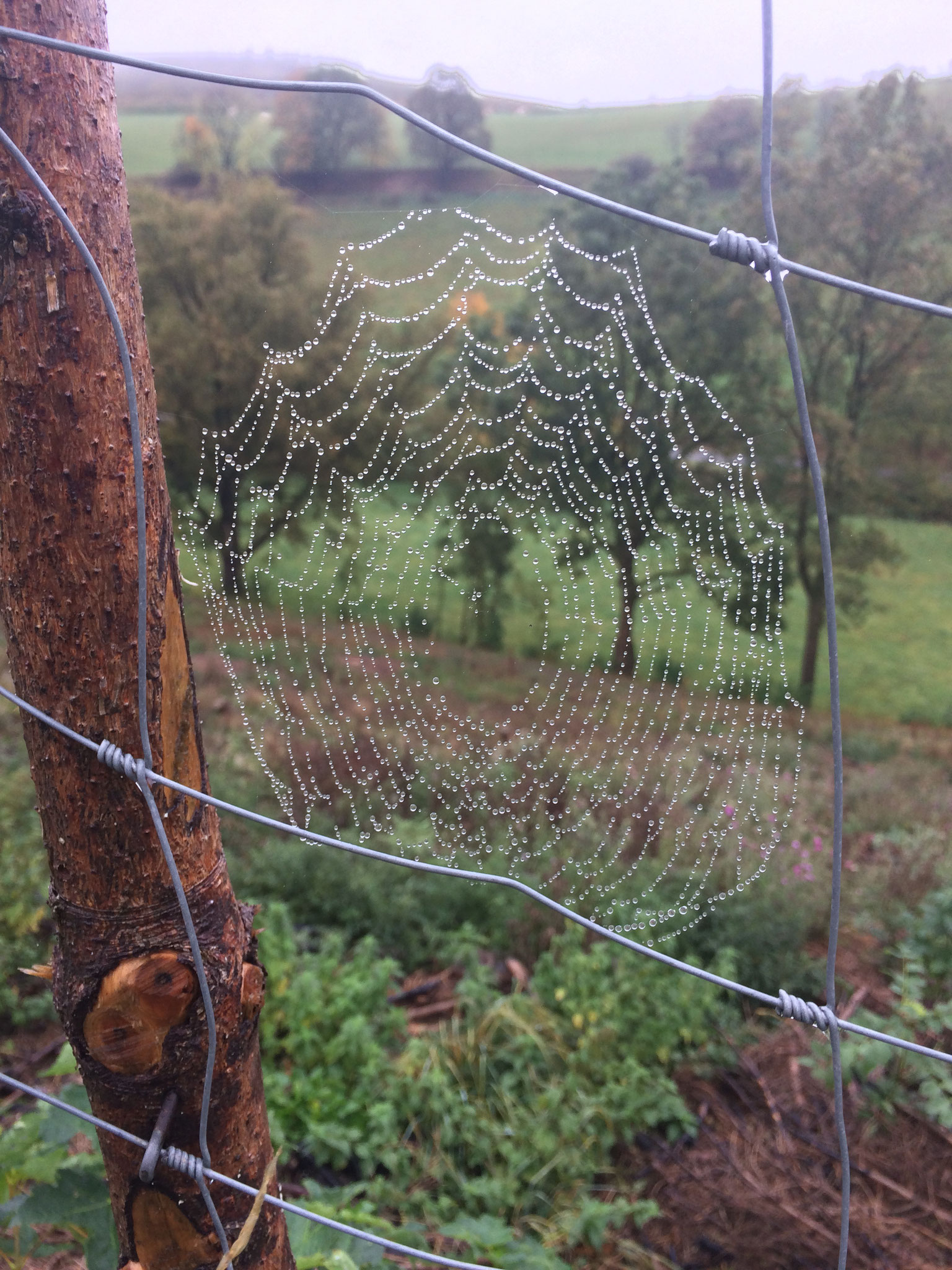 Winni Sperlich - Spinnennetz - Oktober 2019