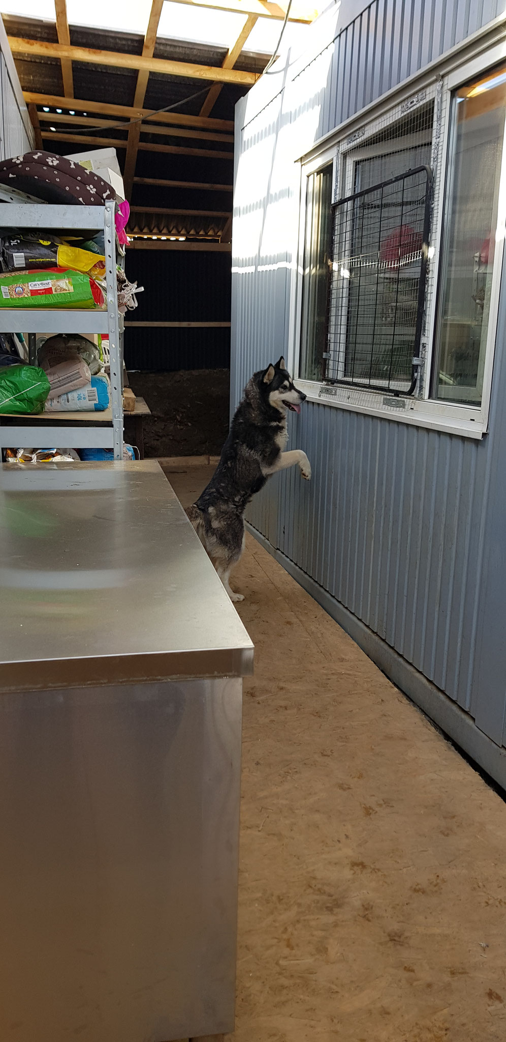 Husky schaut ins Katzenzimmer