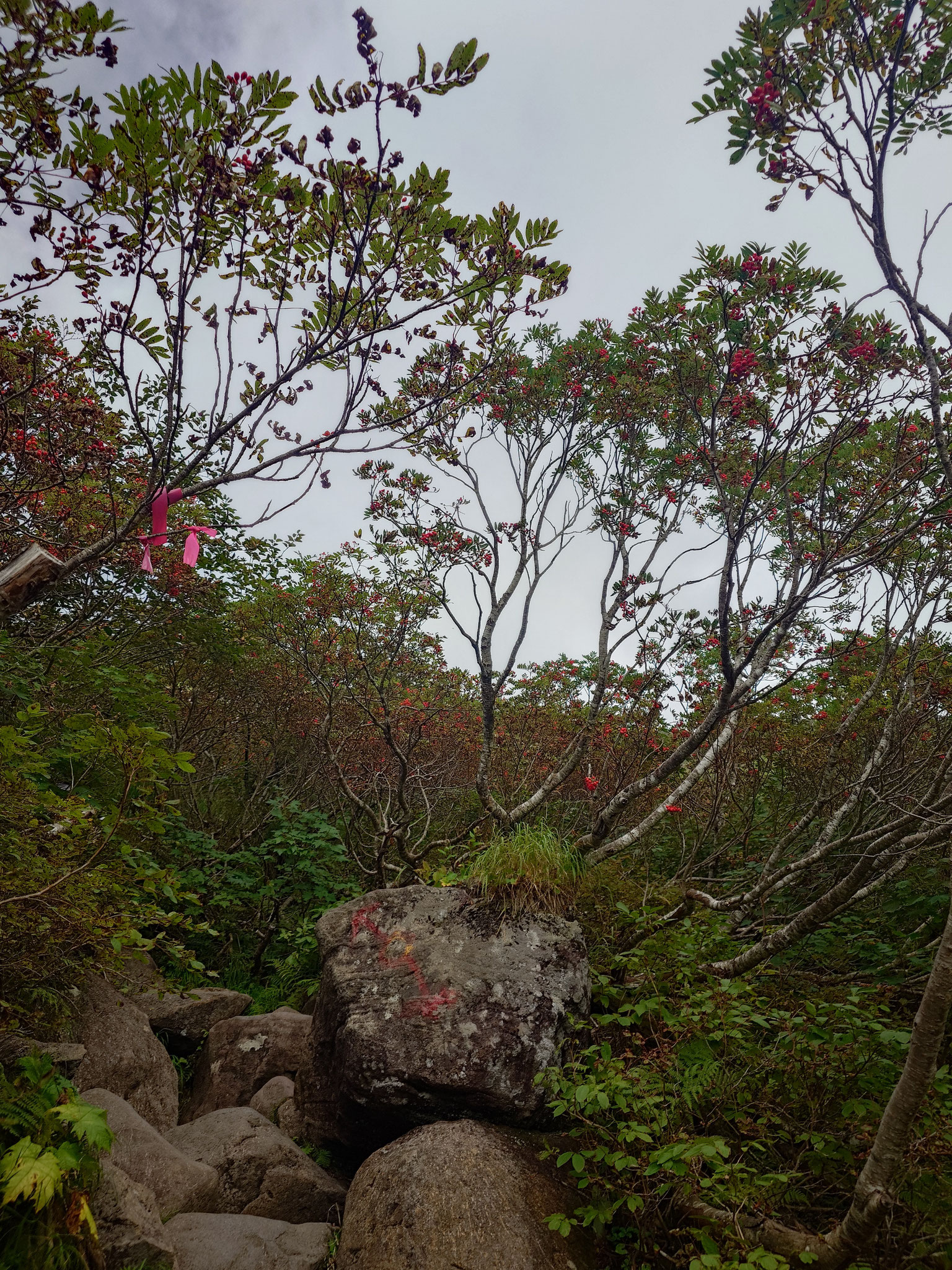 ナナカマド色づく