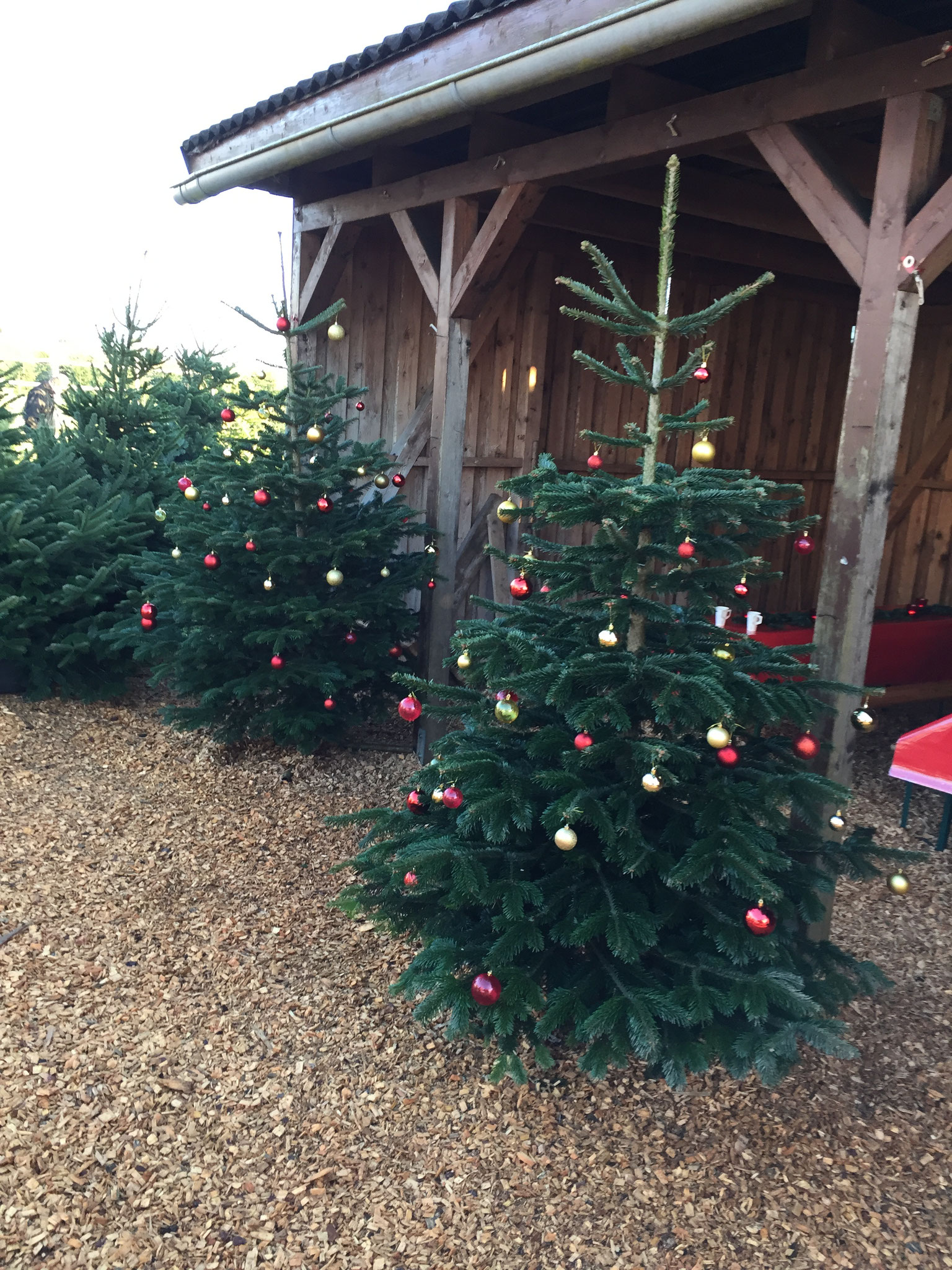 Dekorierte Weihnachtsbäume.