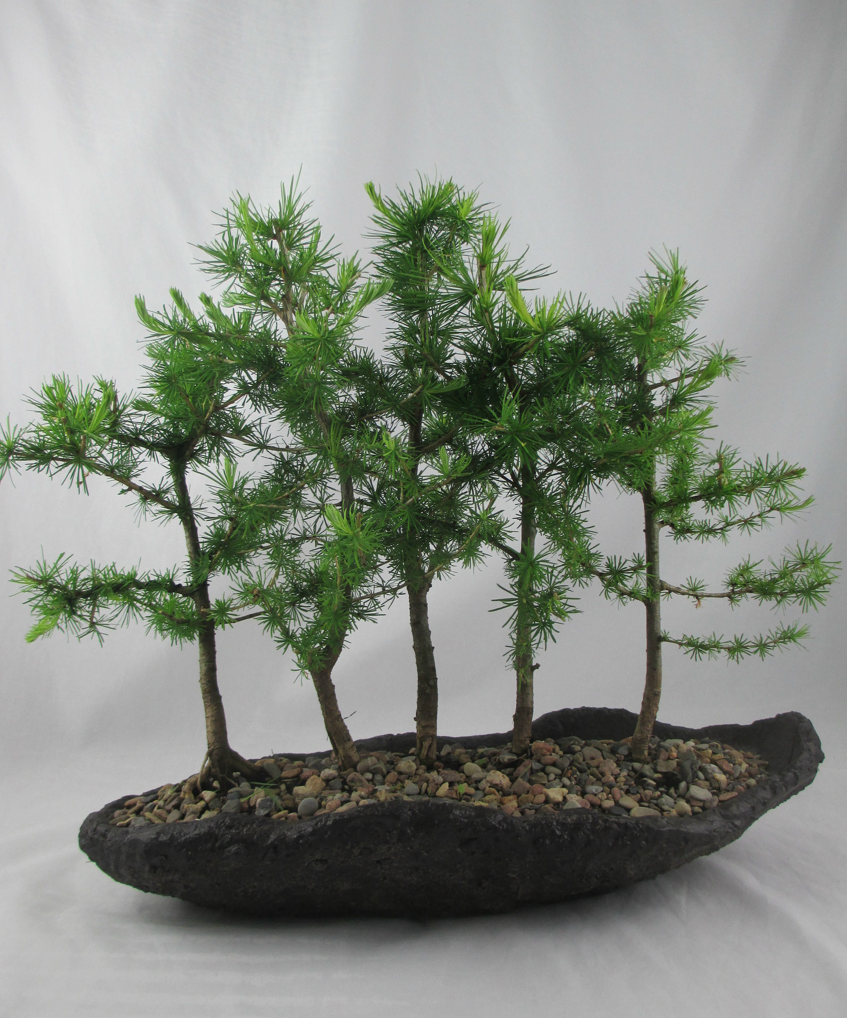 Bonsai Larix decidua Europäische Lärche