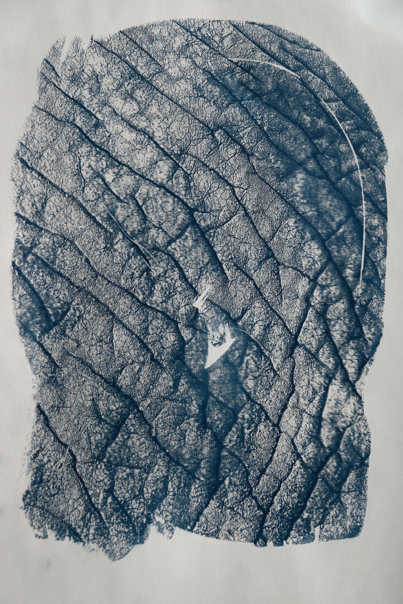 Elefant, Cyanotypie auf Papier, 29x42 cm, 2022