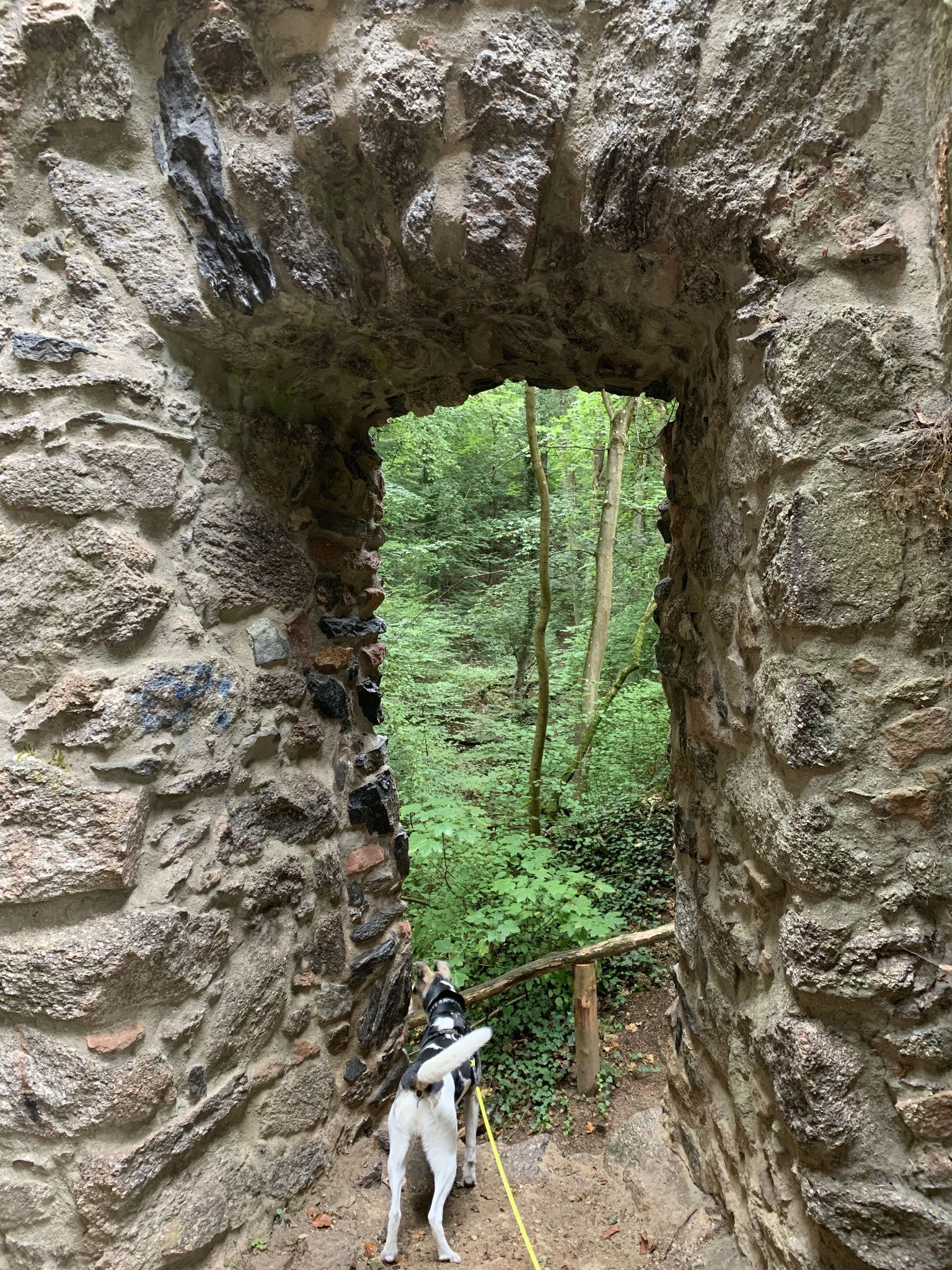 das Fenster zum Wald