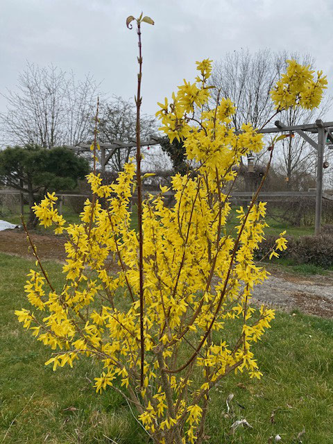 Die Forsythie blüht, nun ist der Frühling angekommen.