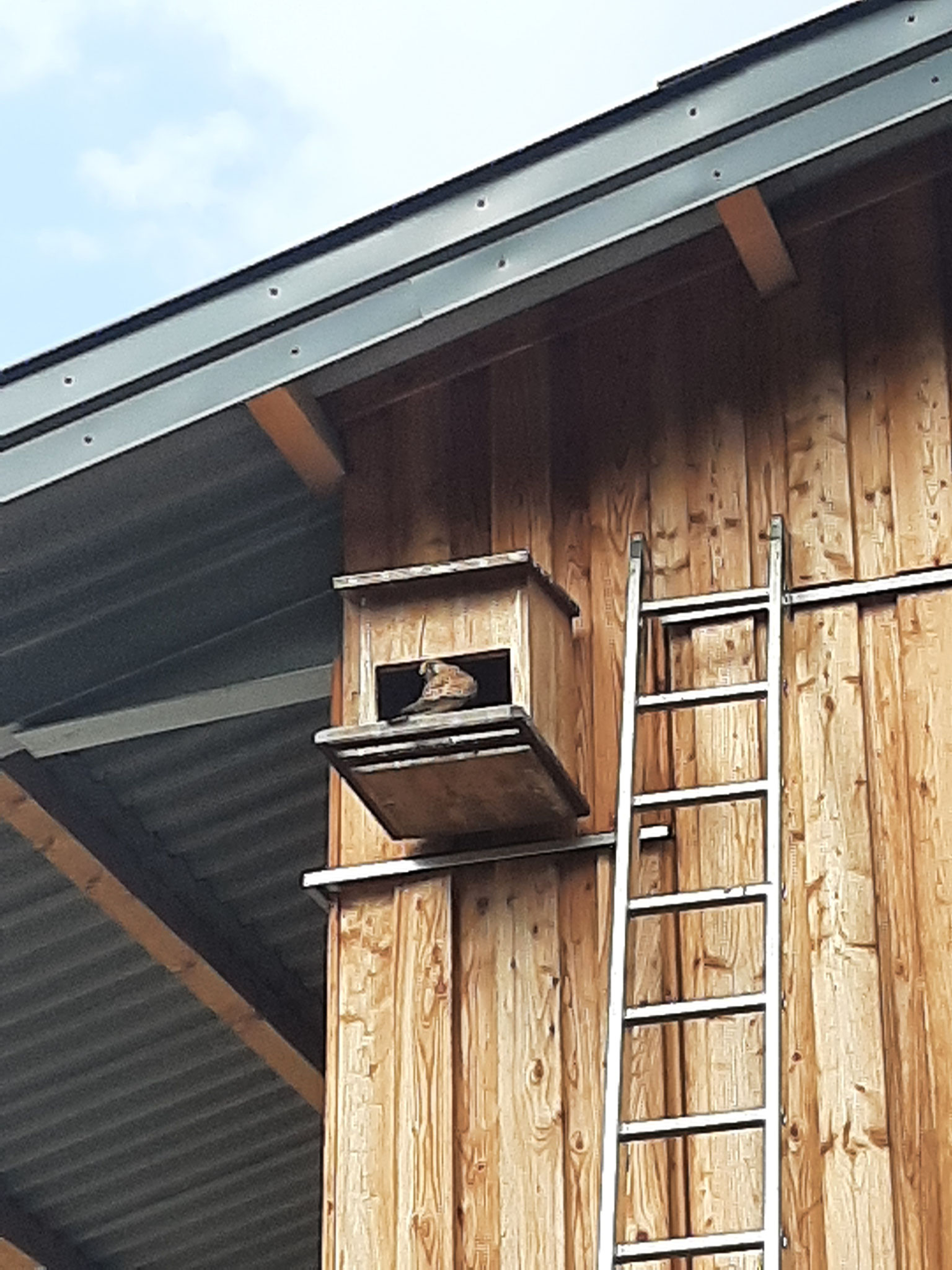 Altvogel bringt Maus, während die Jungen beringt werden