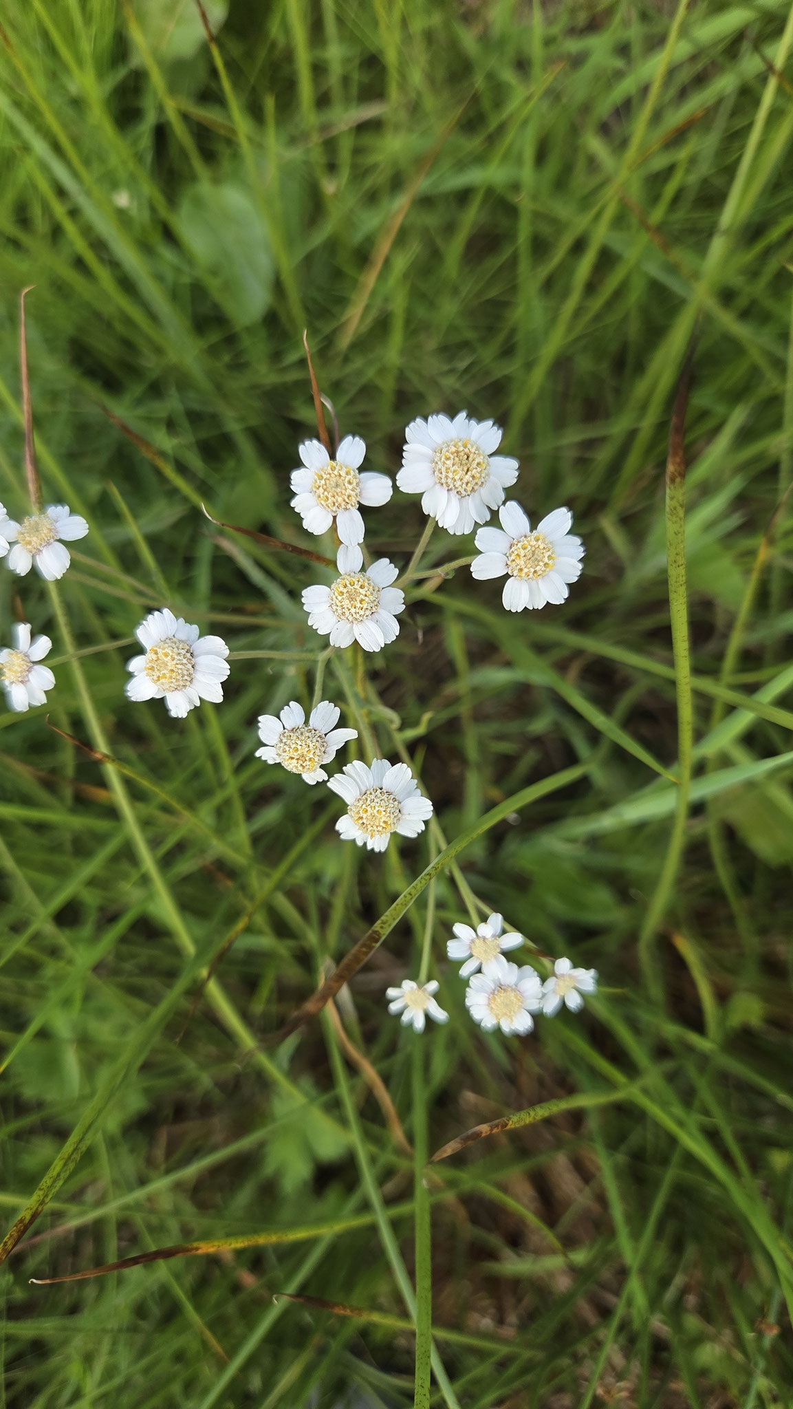 Die Sumpfschafgarbe (Achillea ptarmica) ist eine typische Art der Feucht- und Nasswiesen