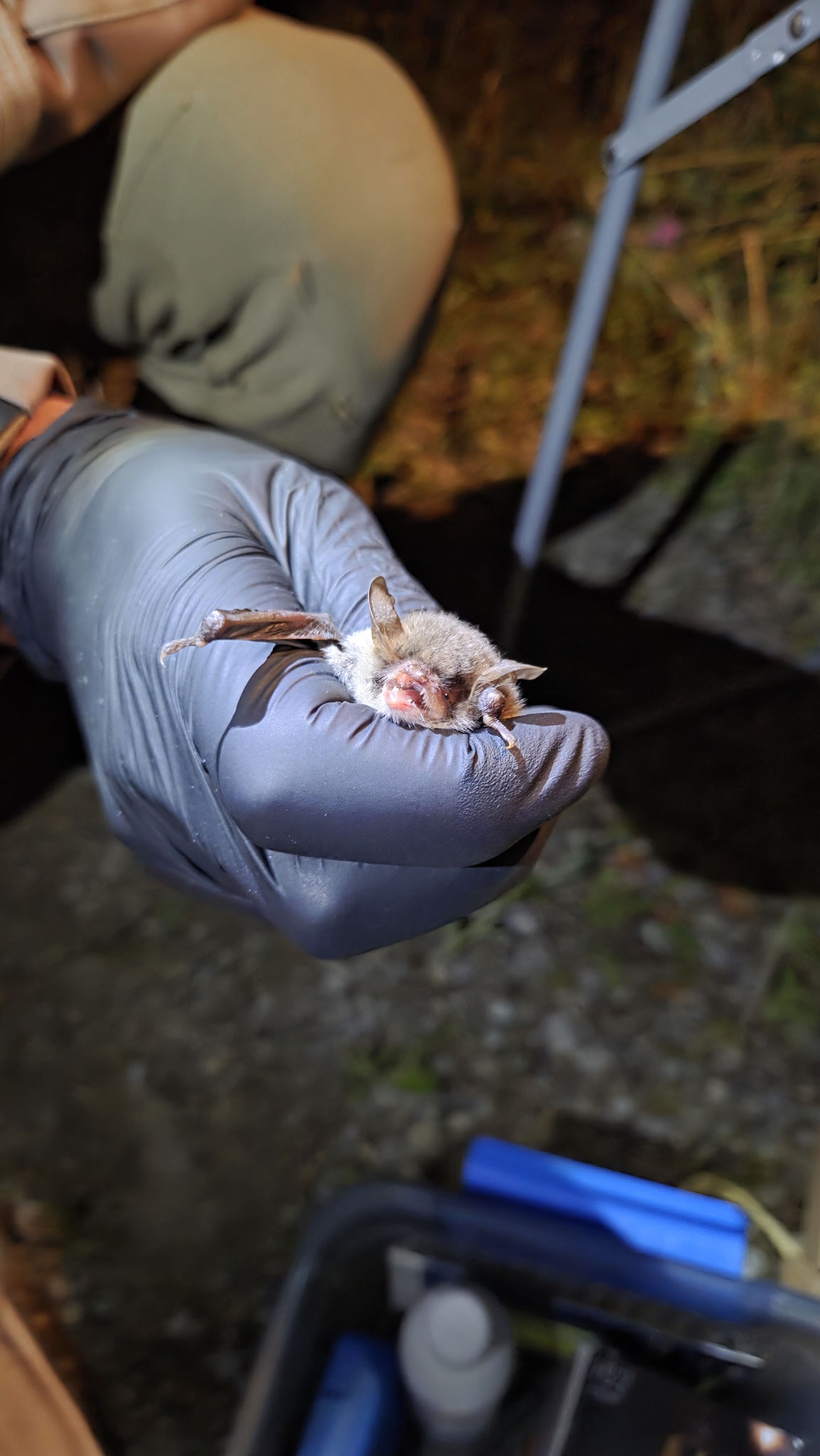 Eine kleine Bartfledermaus ist ins Netz gegangen (Hille, 2025)