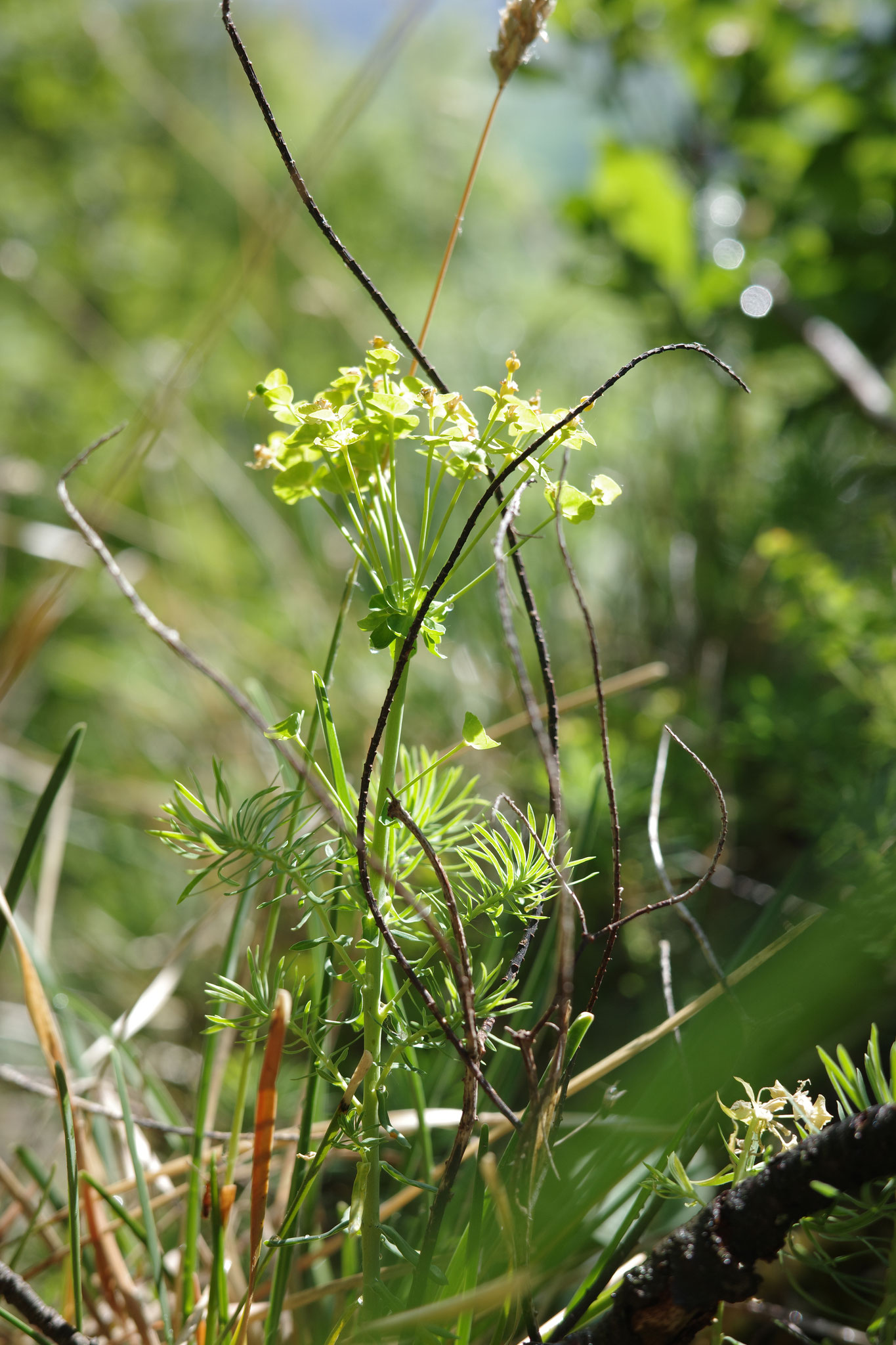 Zypressen-Wolfsmilch (Euphorbia cyparissias)