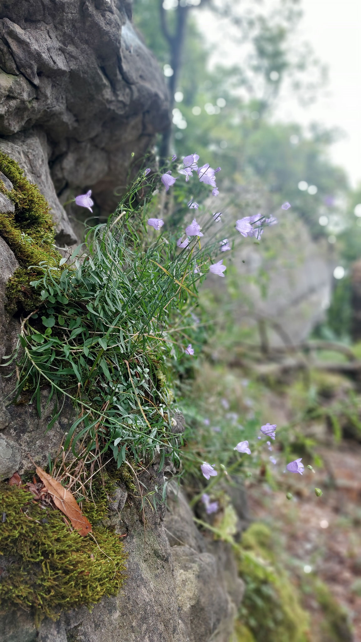 Rundblättrige Glockenblume (Campanula rotundifolia)