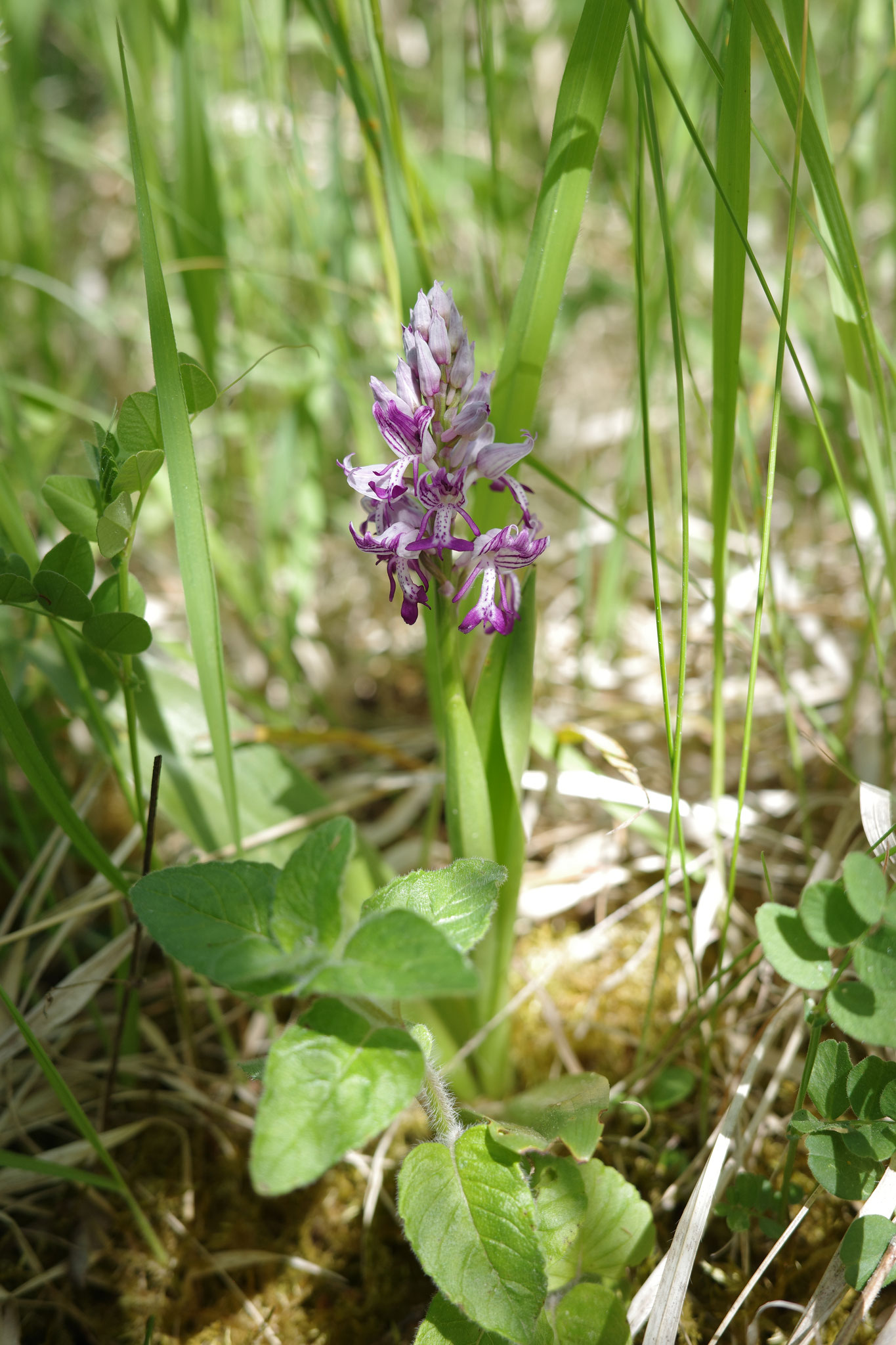 Helm-Knabenkraut (Orchis militaris) (Hille, 2025)