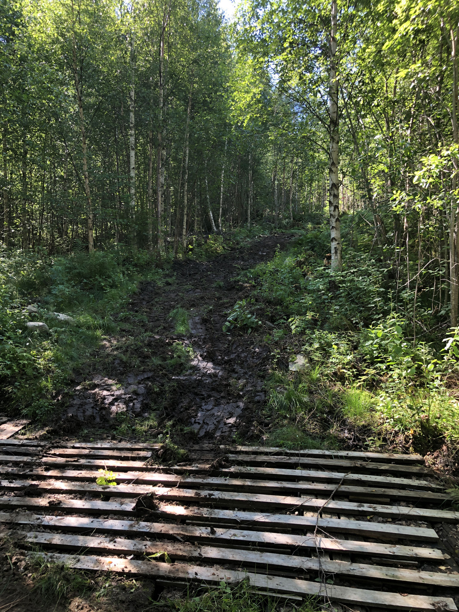 einige matschige stellen durch das befahren des Weges mit Waldmaschinen