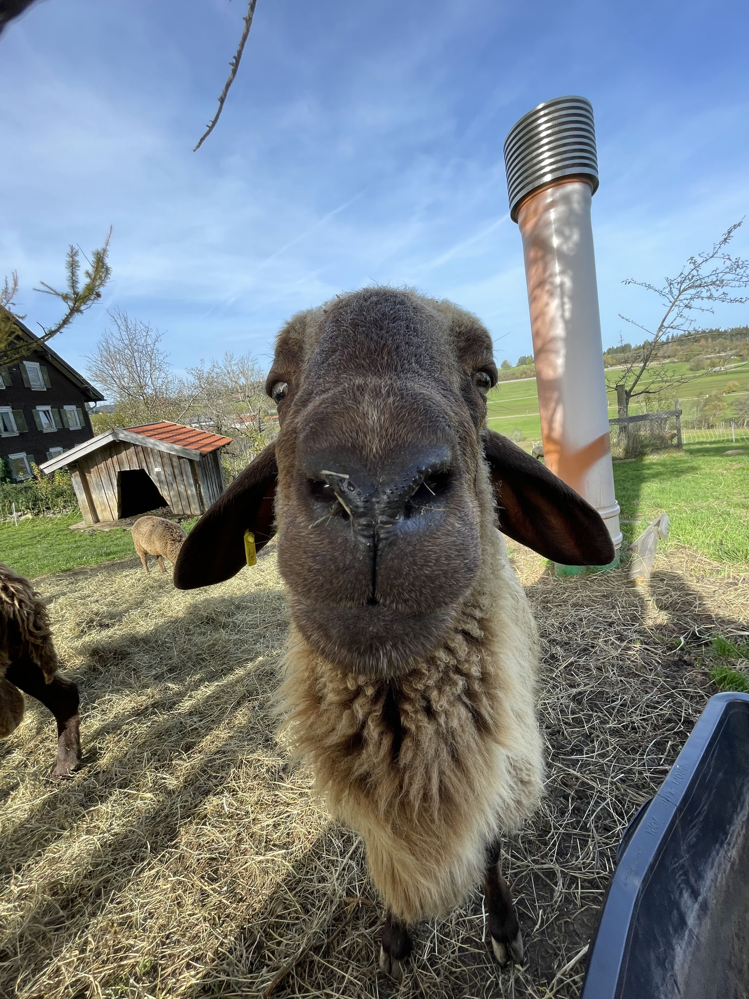 brown mountain sheep