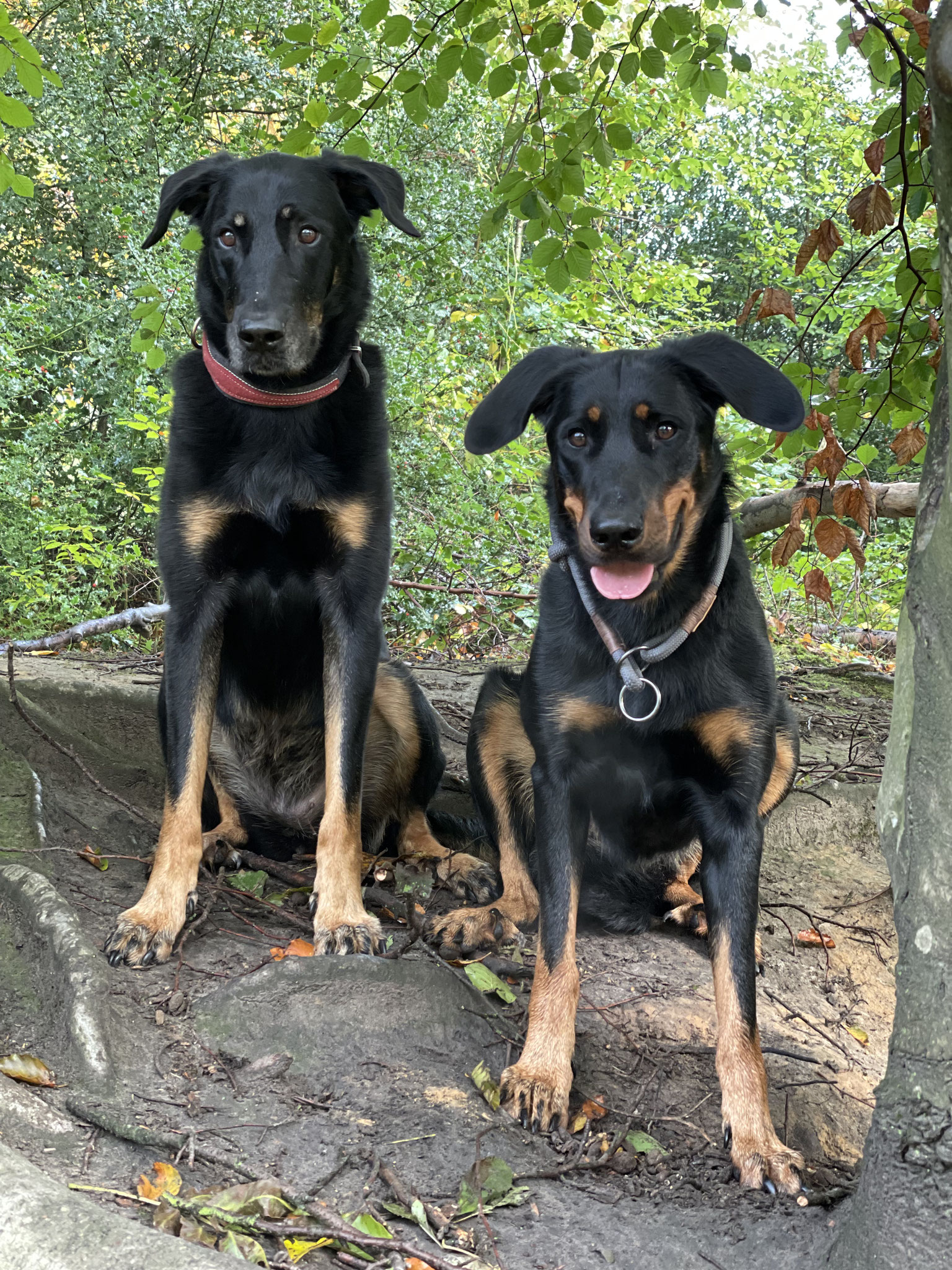Bagheera und Aveline