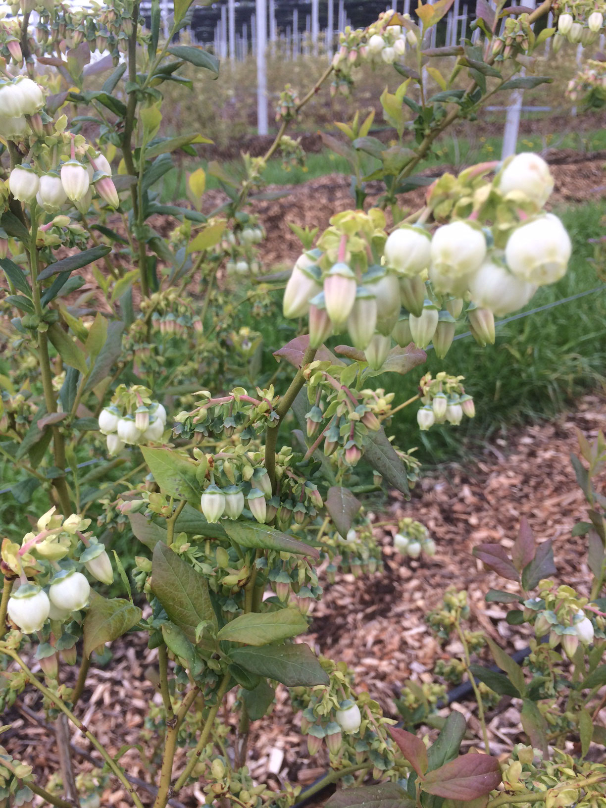 Bei den Heidelbeeren öffnen sich die ersten Blüten