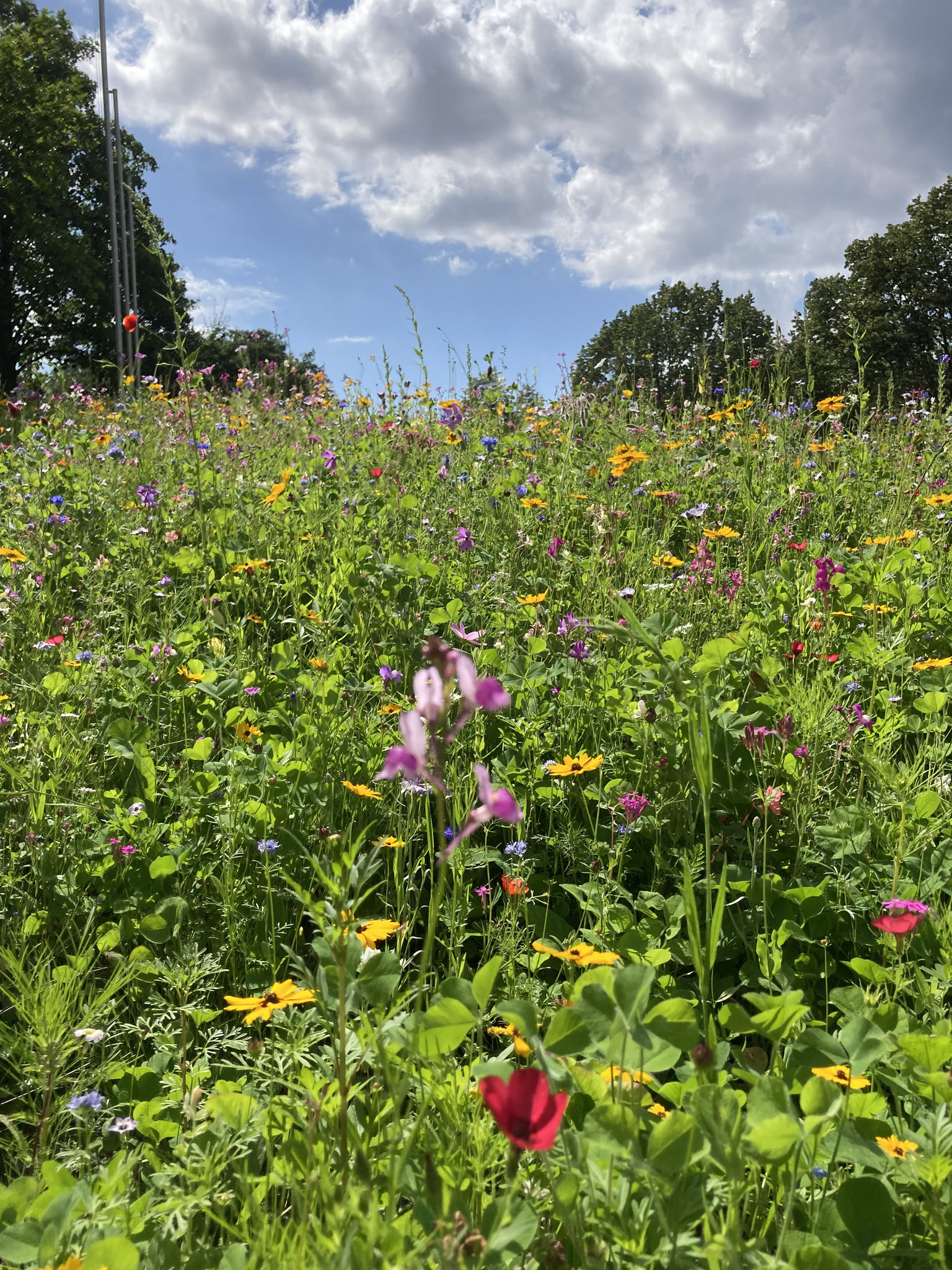 locken unterschiedliche Insekten an.