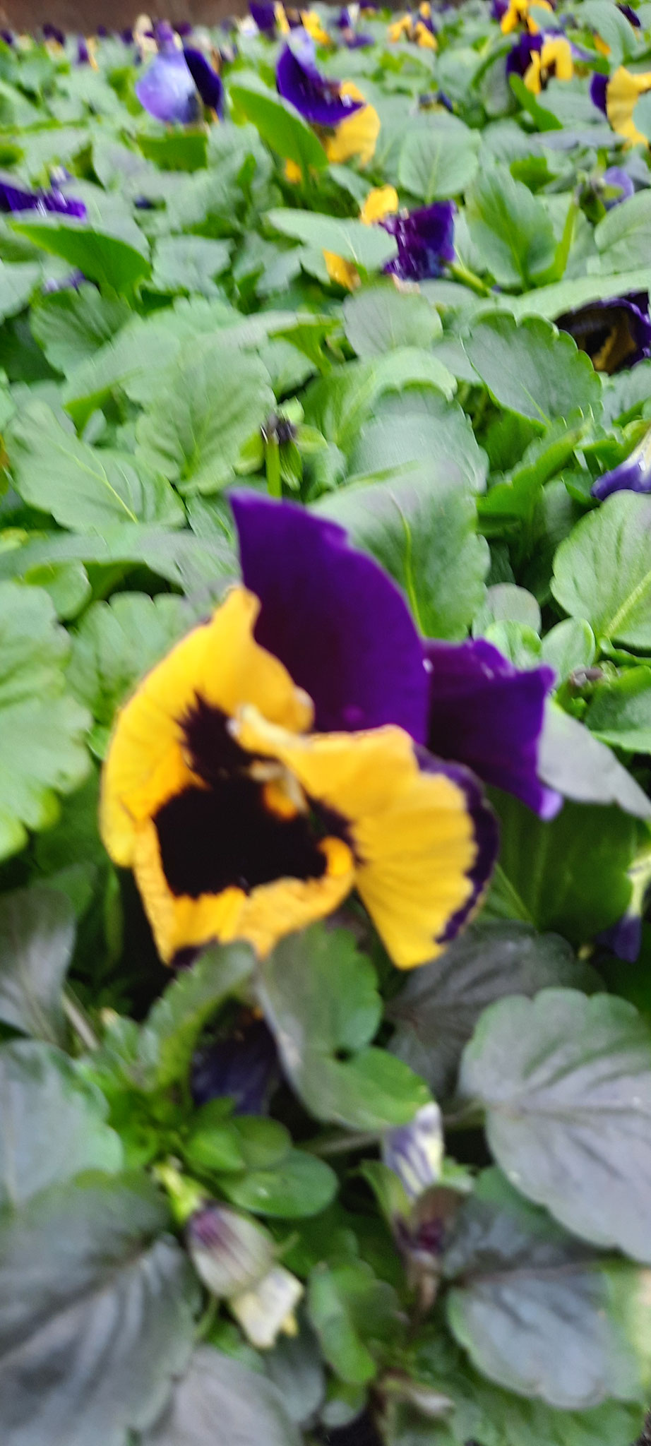 Stiefmütterchen Yellow Purple Wing