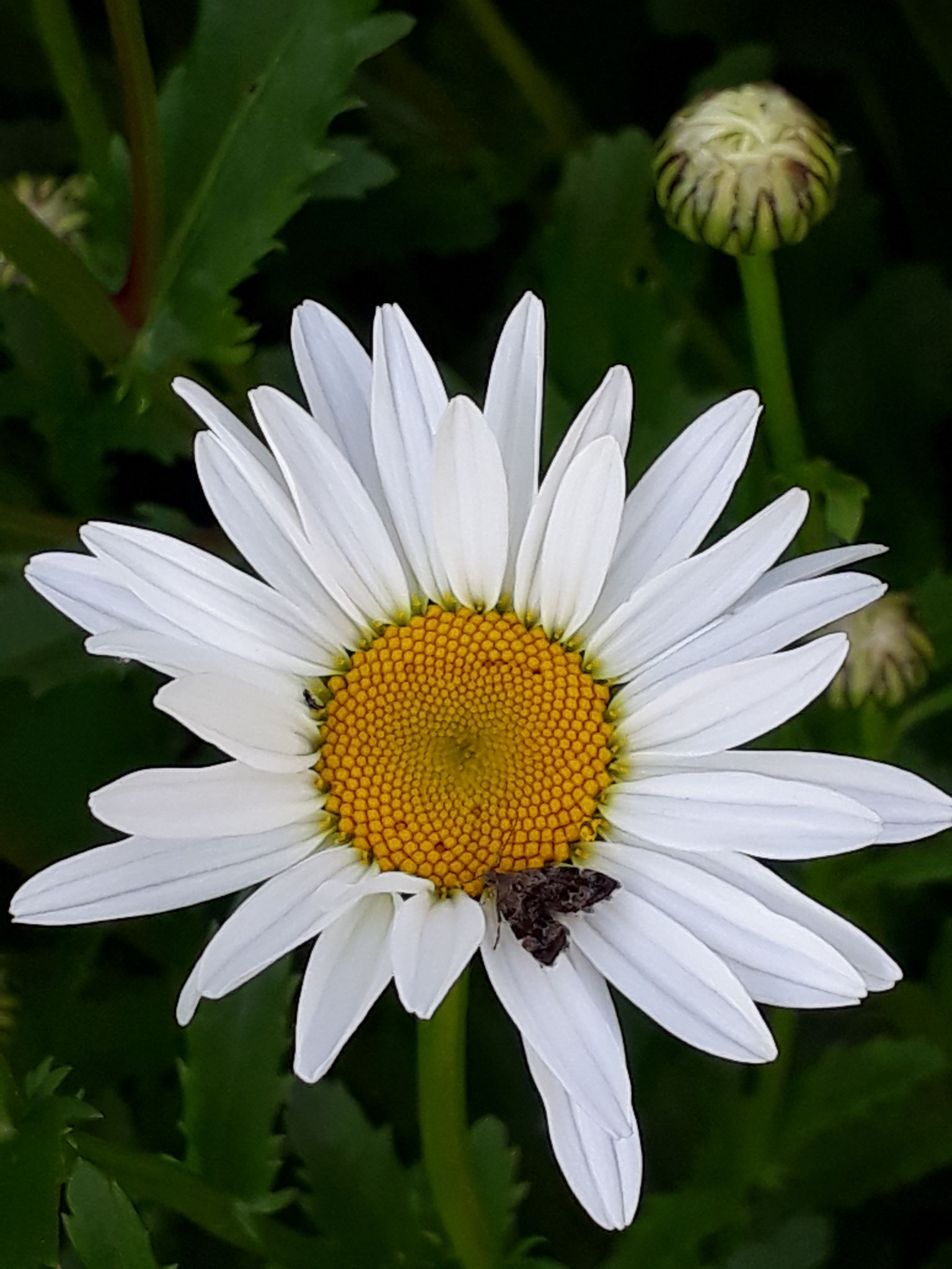 Nachtfalter auf einer Wiesenmargerite (Foto: J. Auras)