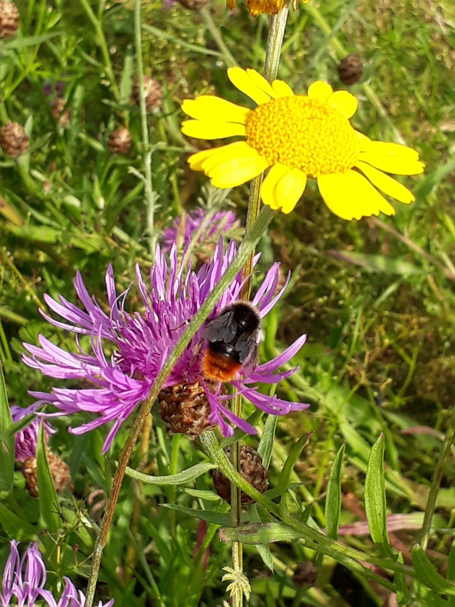 Färberkamille und Flockenblume mit Steinhummel (Foto: J. Auras)