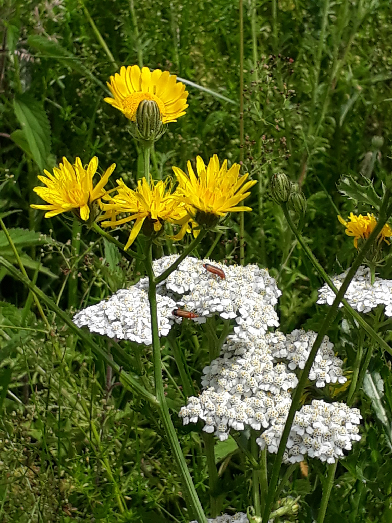 Pippau und Schafgarbe mit Weichkäfer (Foto: J. Auras)