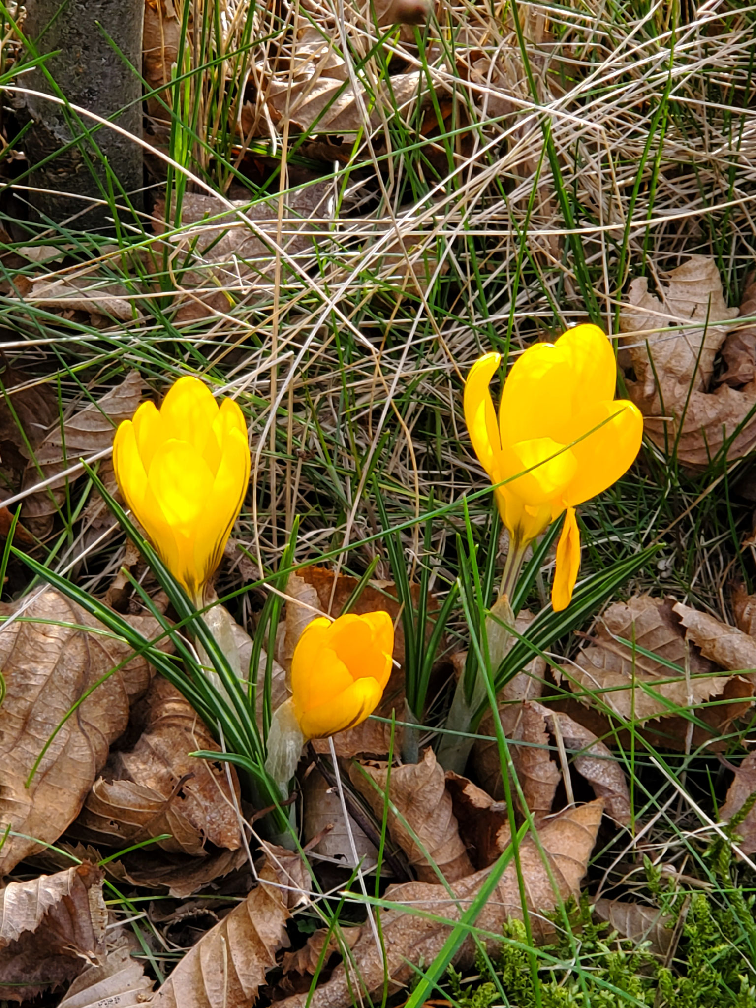 Blumenzwiebel-Pflanzaktion auf den Friedhöfen (Foto: J. Auras)