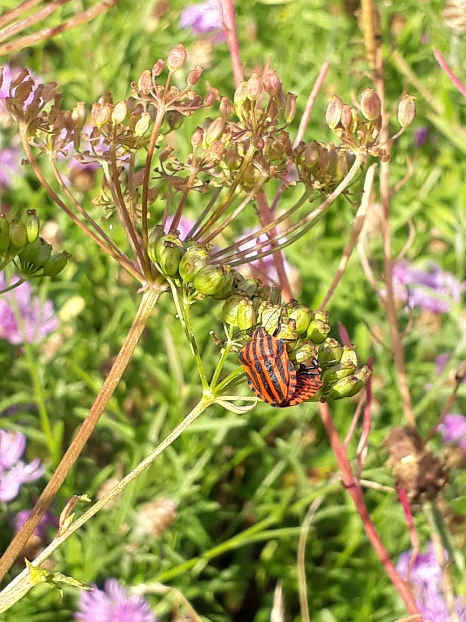 Streifenwanze auf Wilder Pastinake (Foto: J. Auras)
