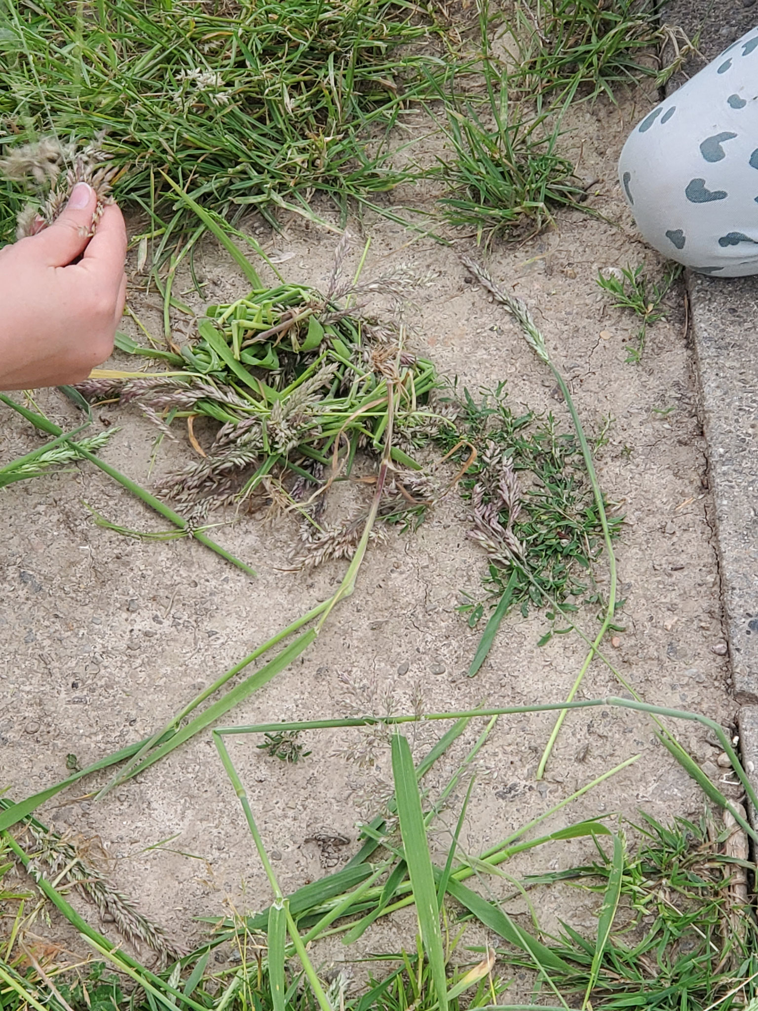 Wie bauen Vögel ihr Nest? Wir probieren es aus! (Foto: J. Auras)