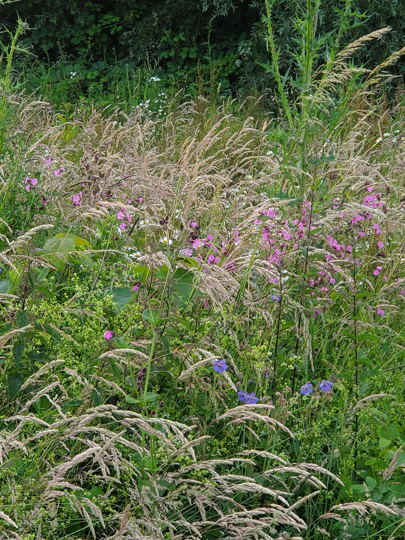 Blütenvielfalt (Foto: J. Auras)