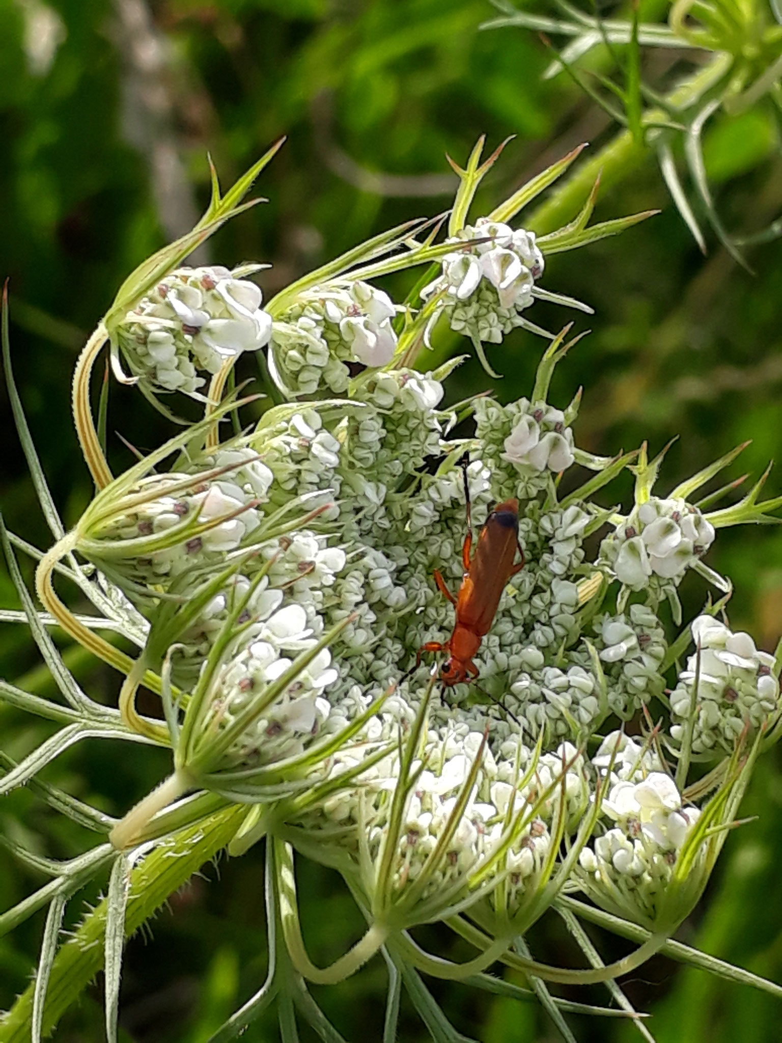 Weichkäfer auf Wilder Möhre (Foto: J. Auras)