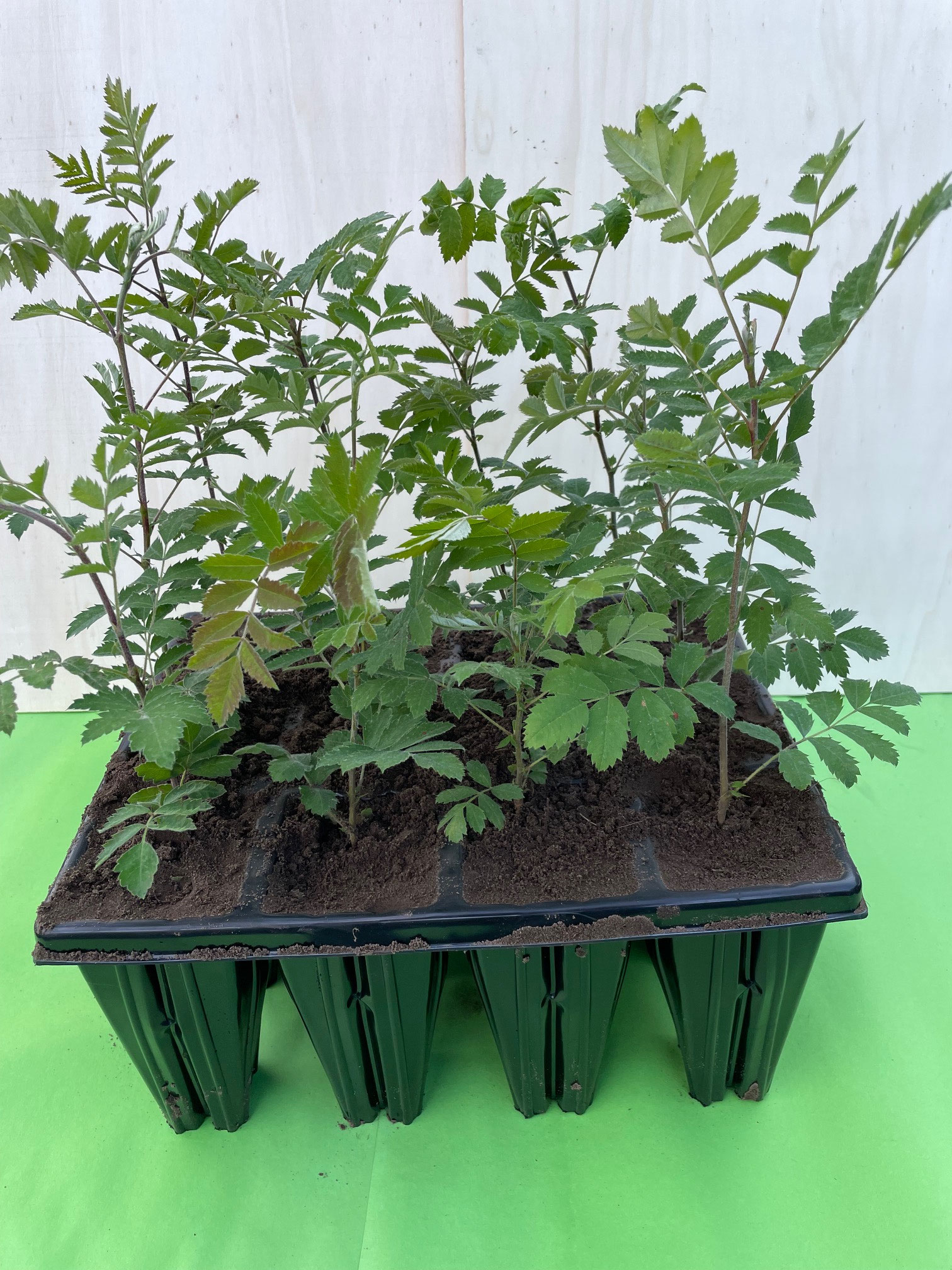 Speierling in QuickPot