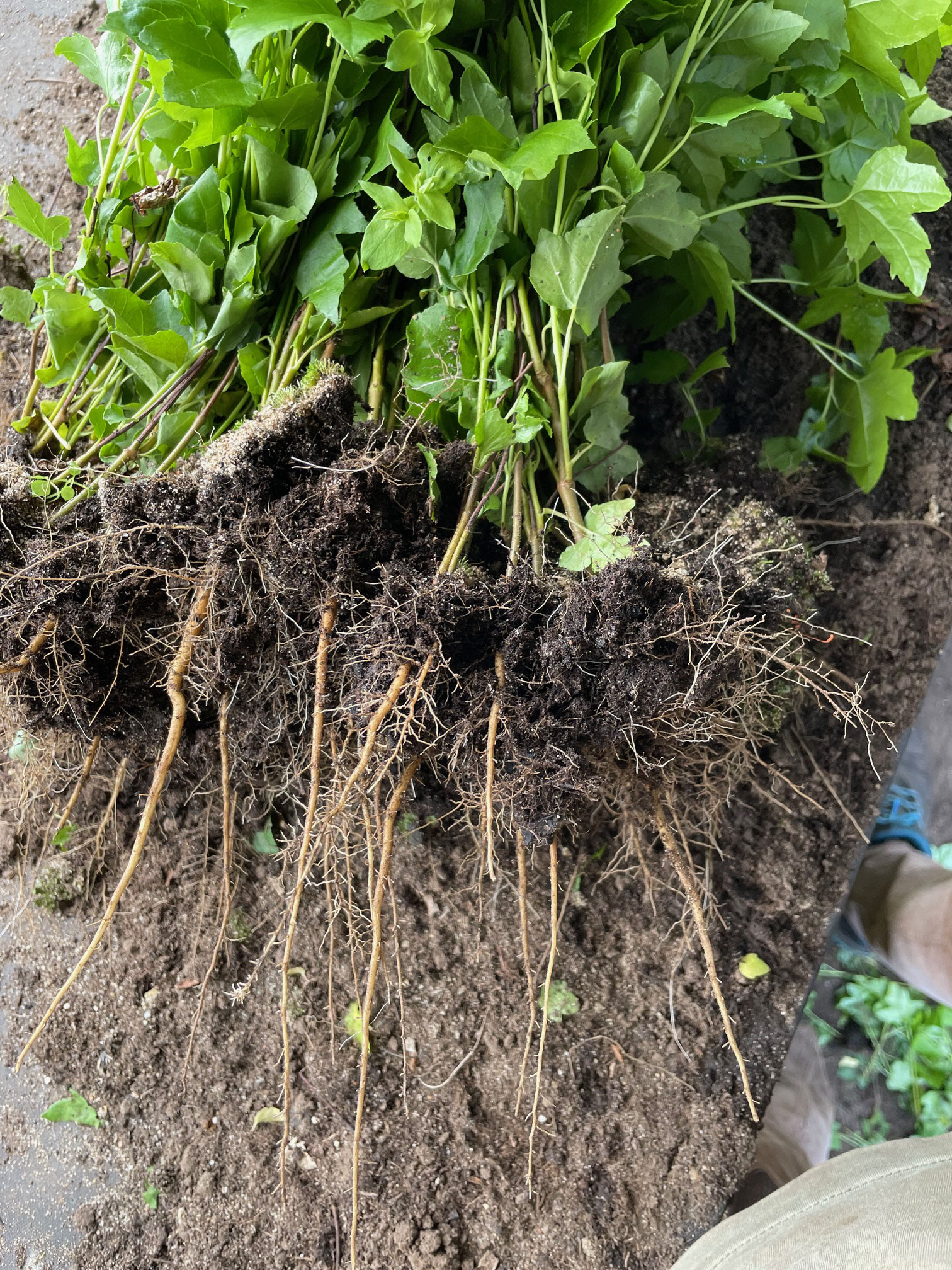 Pfahlwurzel des Amberbaums