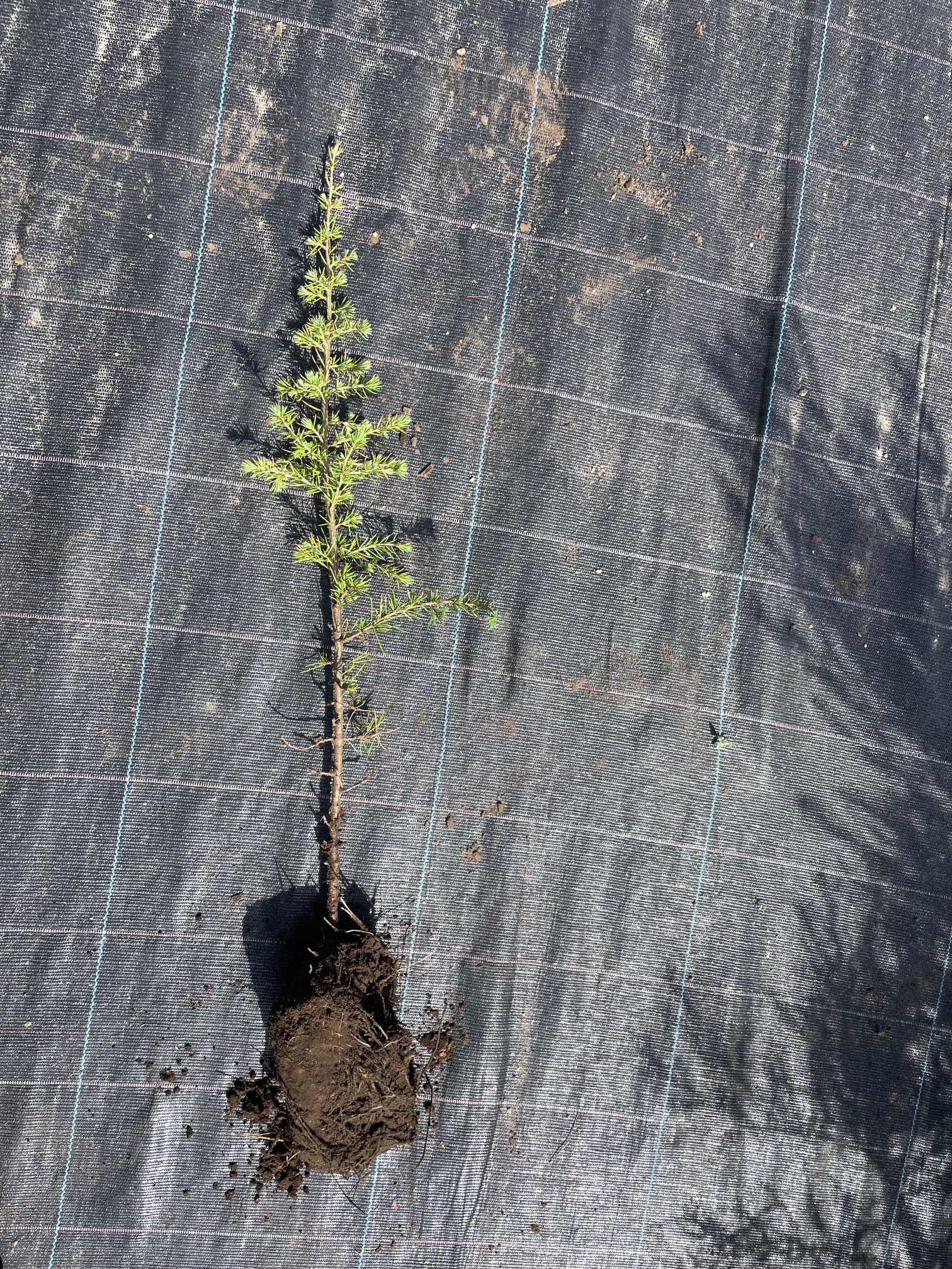 vor-Ort ballierte Cedrus atlantica nach 3 Monaten mit neuen Trieben für Wurzel und Spross
