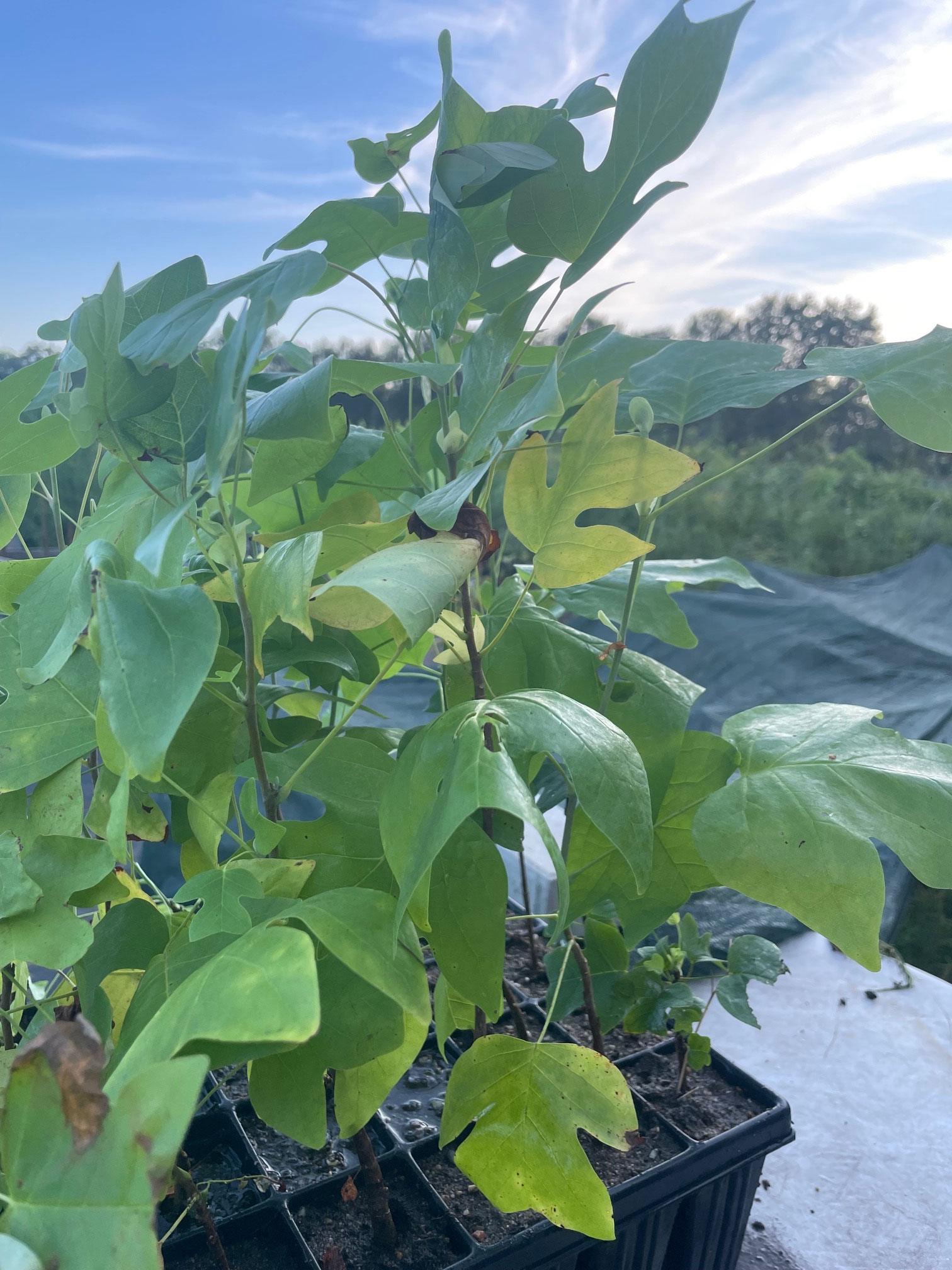 Tulpenbaum in QuickPot