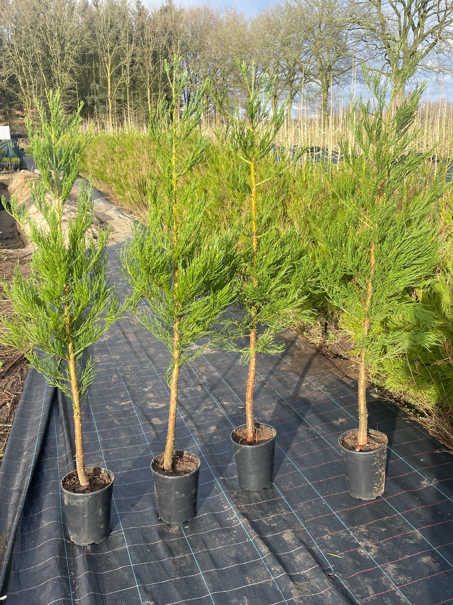 Sequoiadendron giganteum 