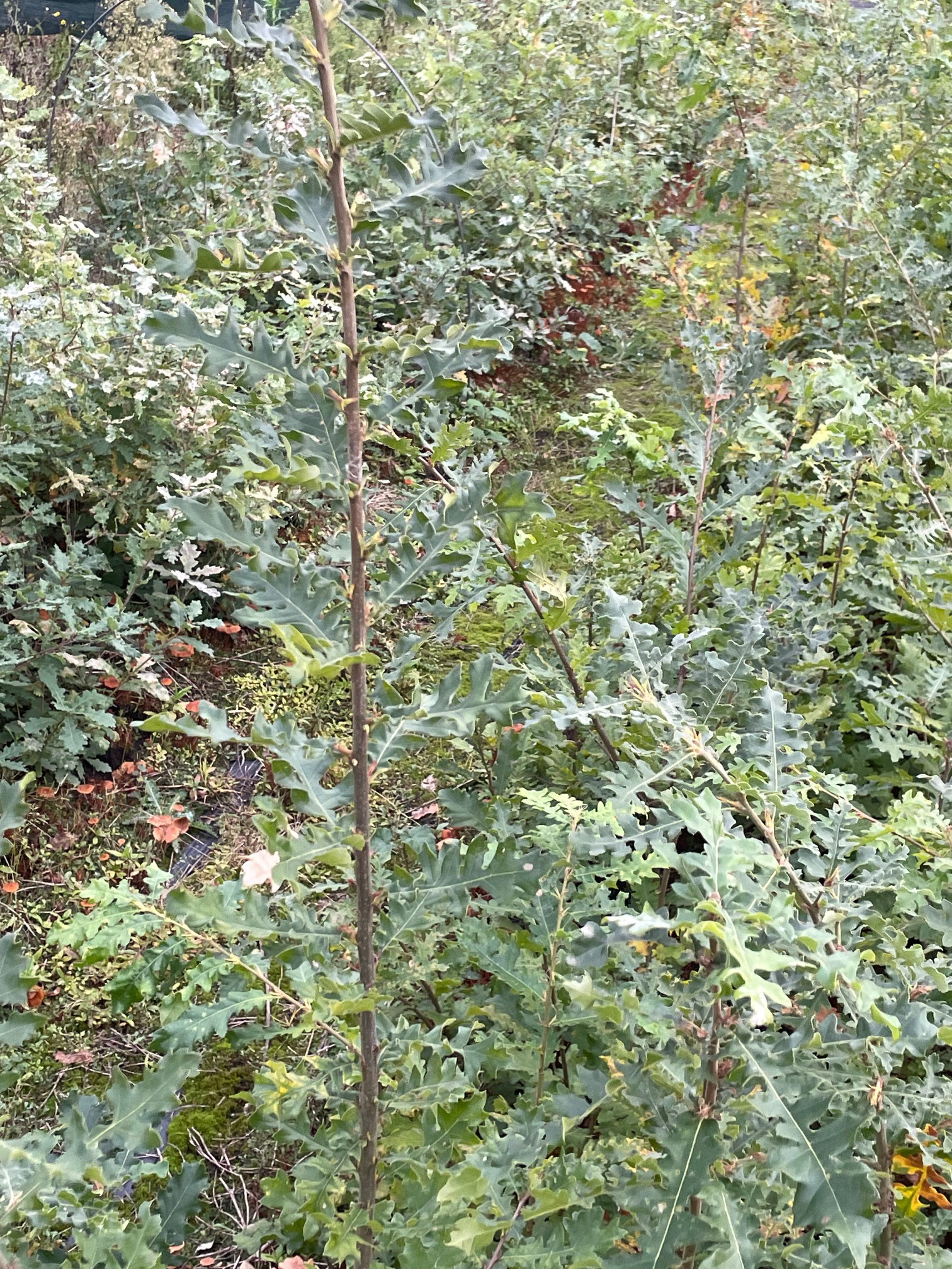 Flaumeiche 2m