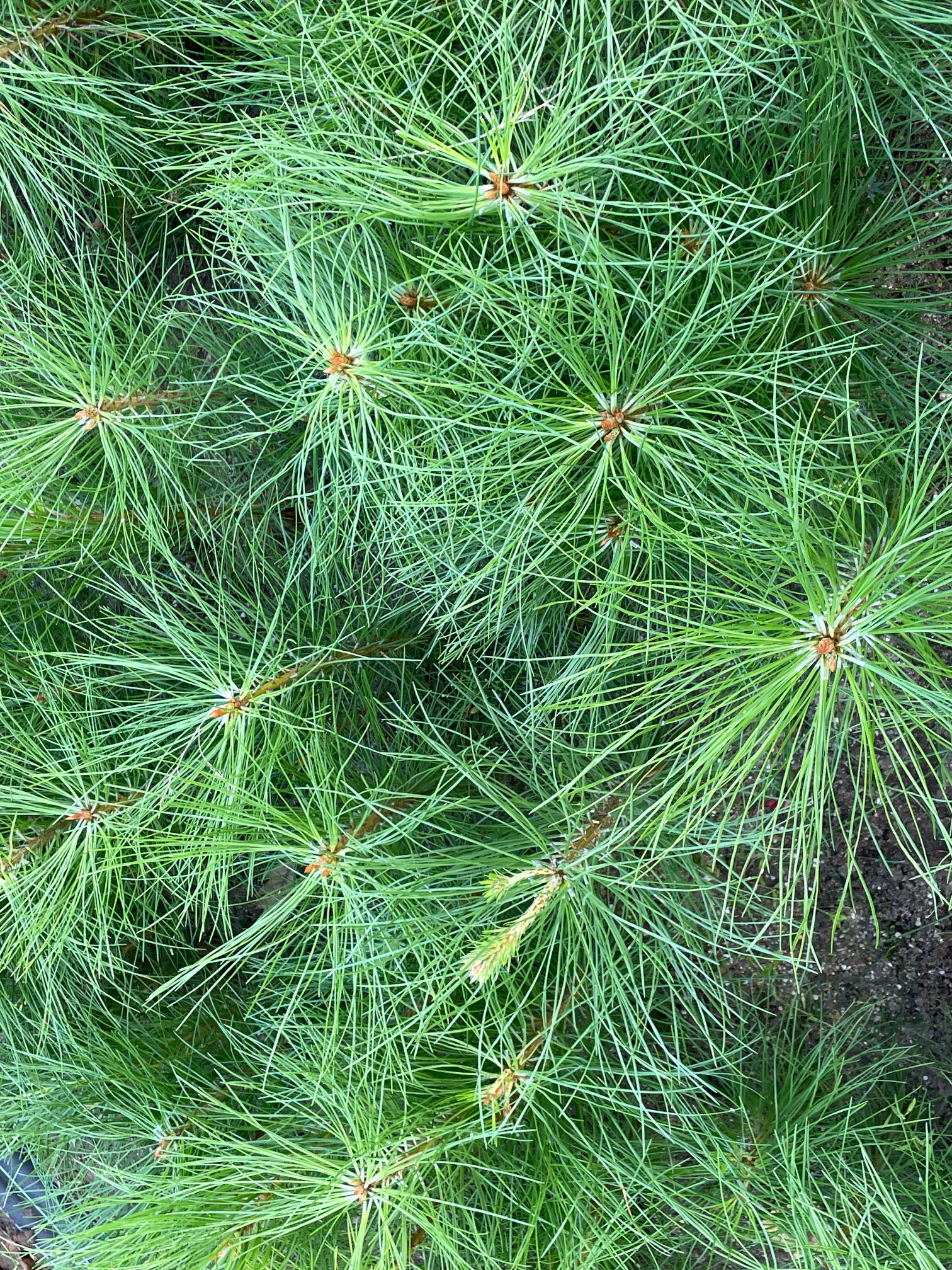 Pinua ponderosa
