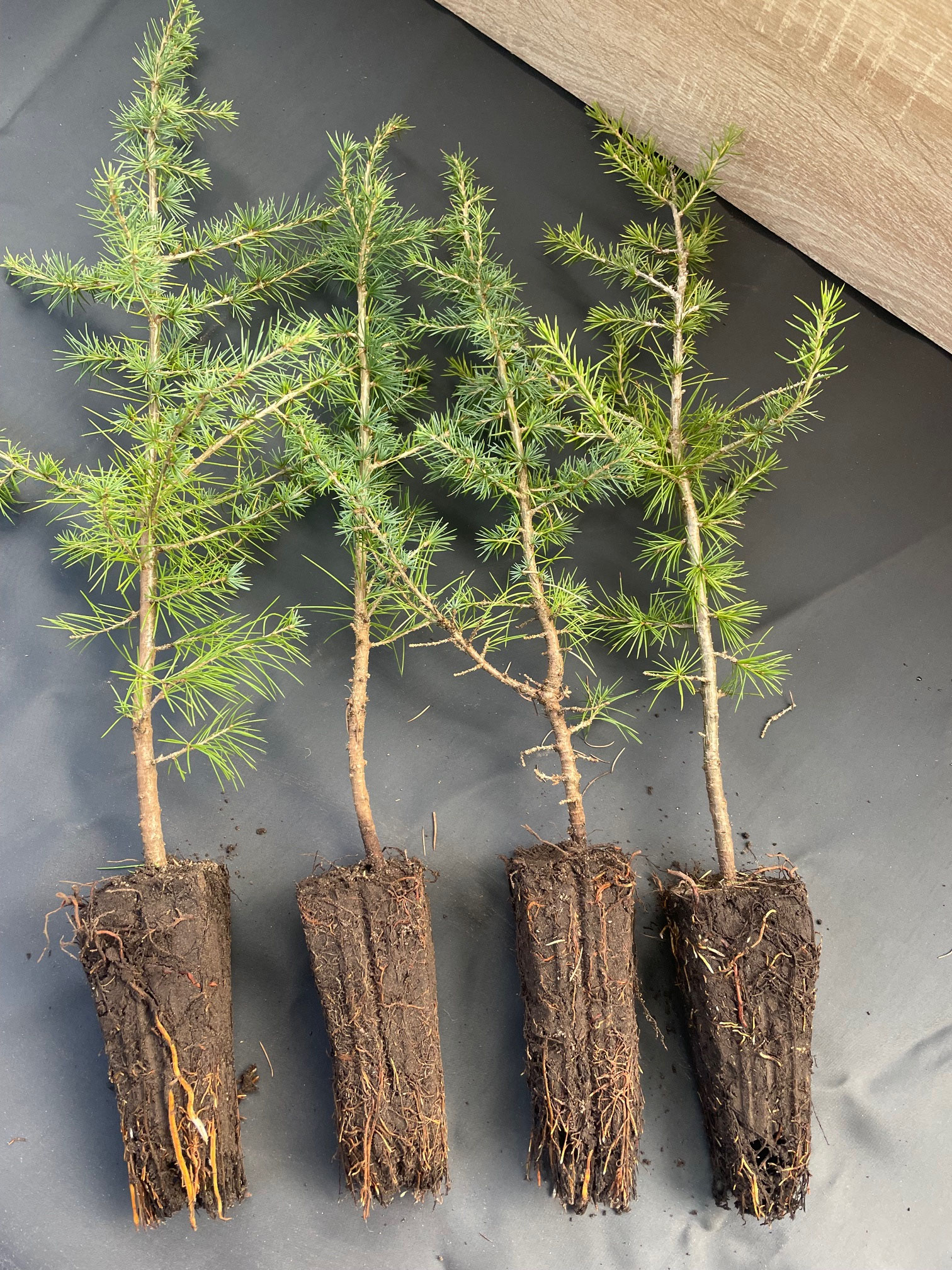 Cedrus atlantica m.Tb.