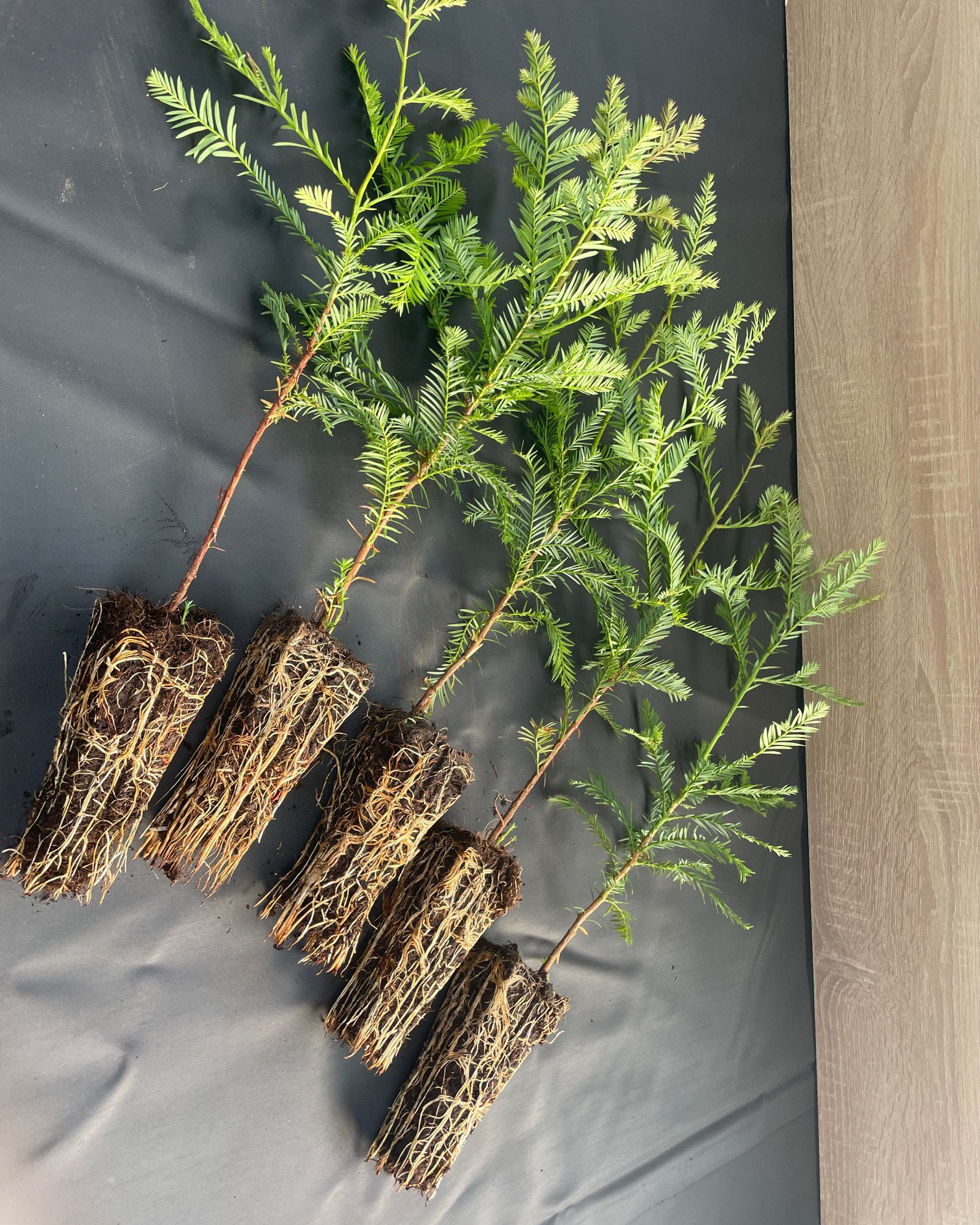 Sequoia sempervirens 30-50 m. Tb. 