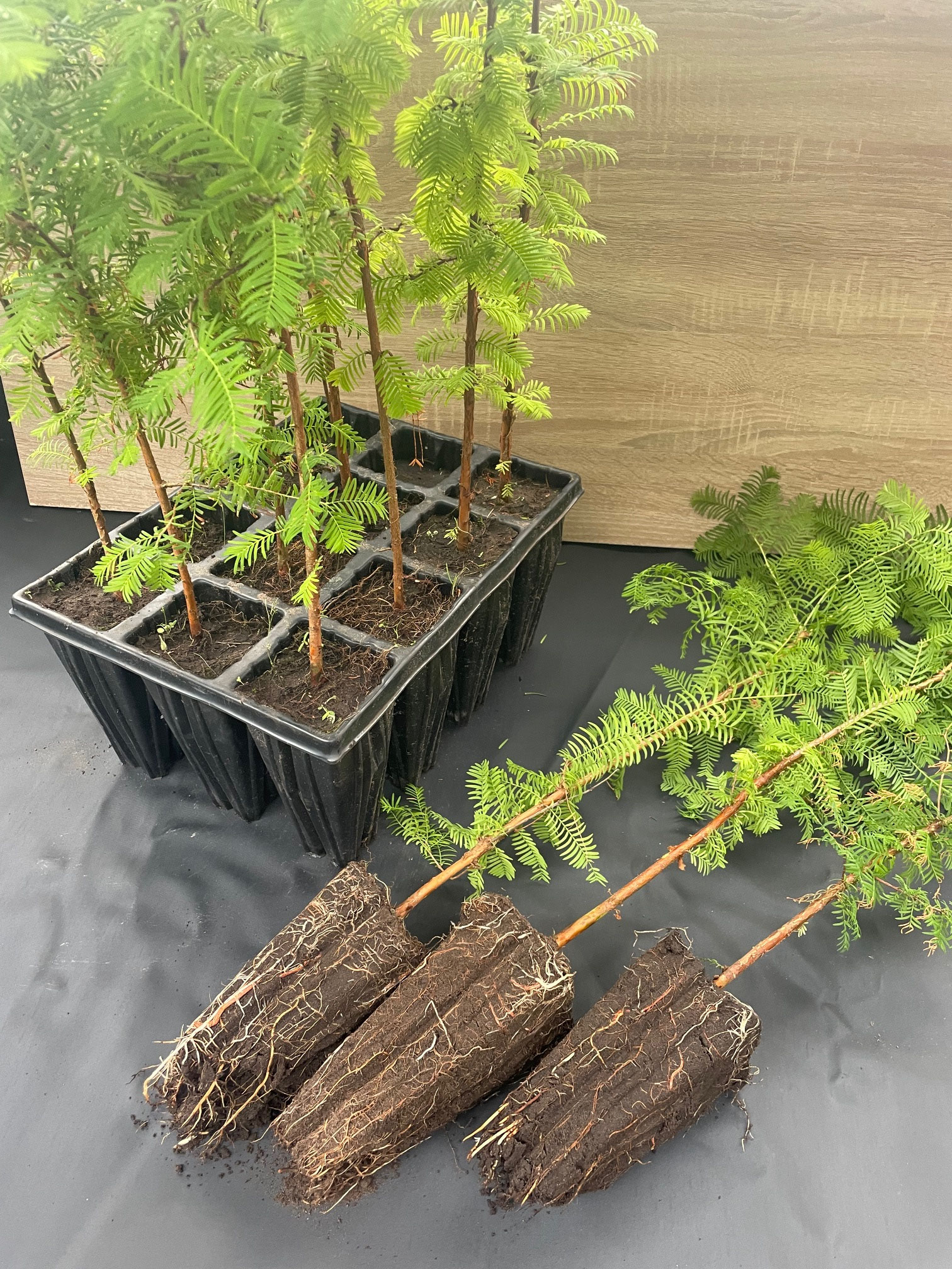 Metasequoia glytostroboides m. Tb. 