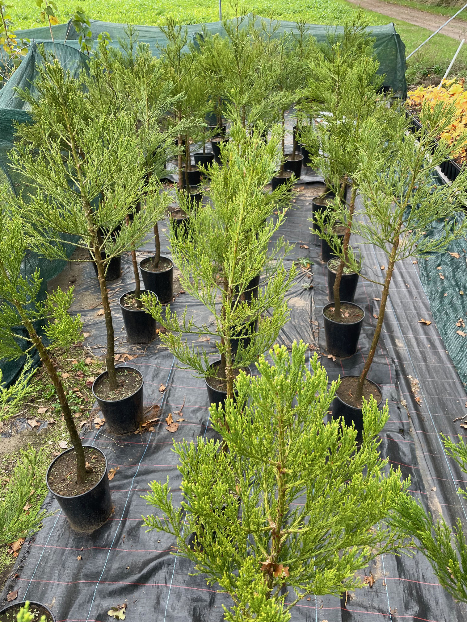 Halber Hochstamm Sequoiadendron giganteum  