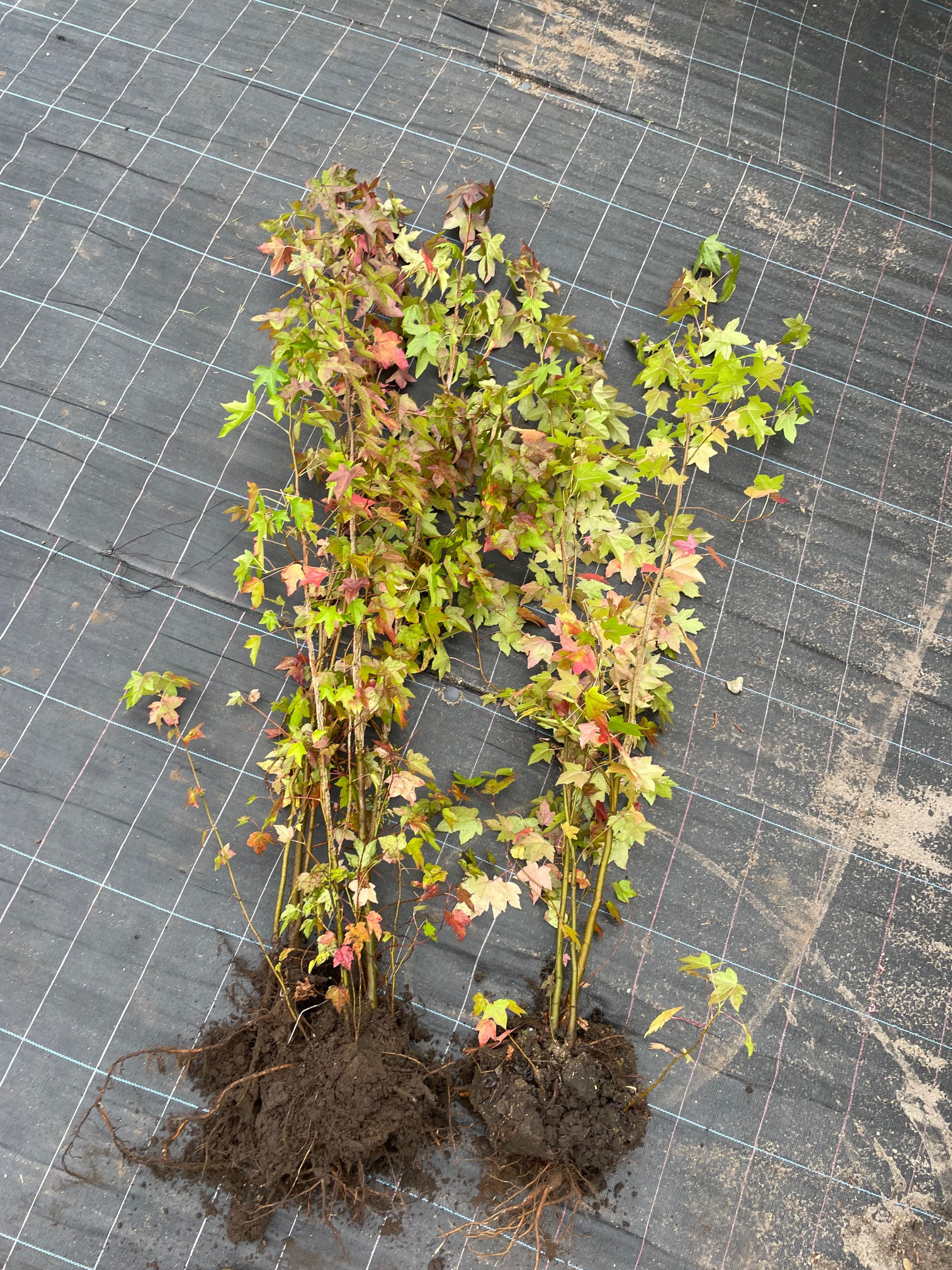 Liquidambar styraciflua 