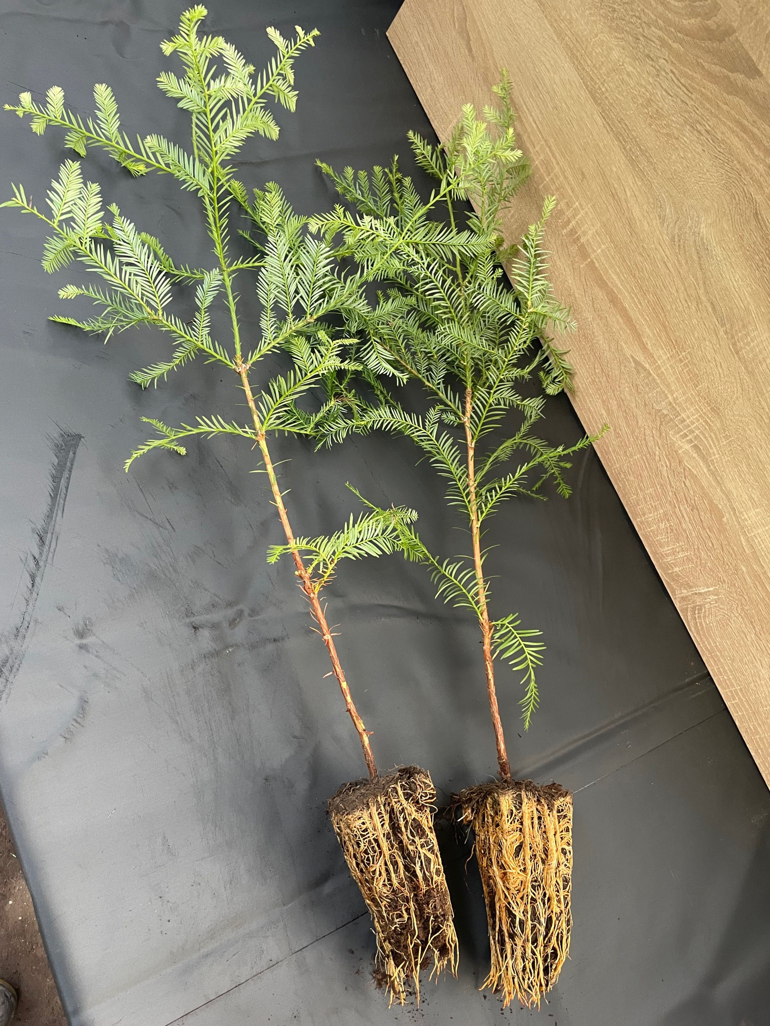 Sequoia sempervirens 50-80 m. Tb. 